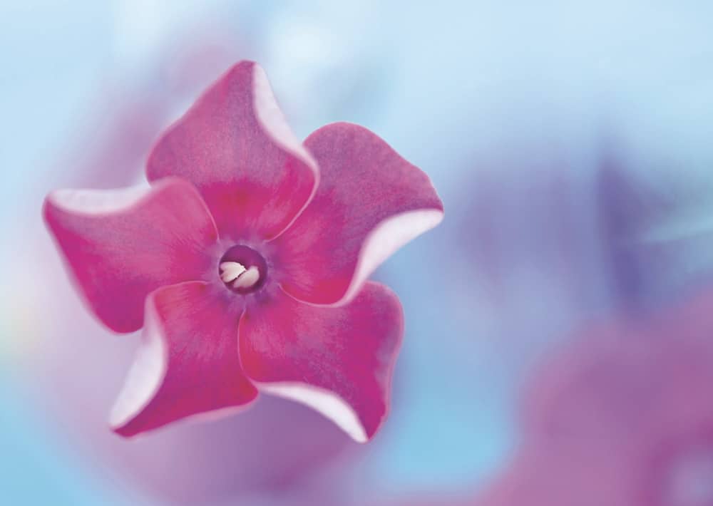 nicht lieferbar Phlox / Flammenblume