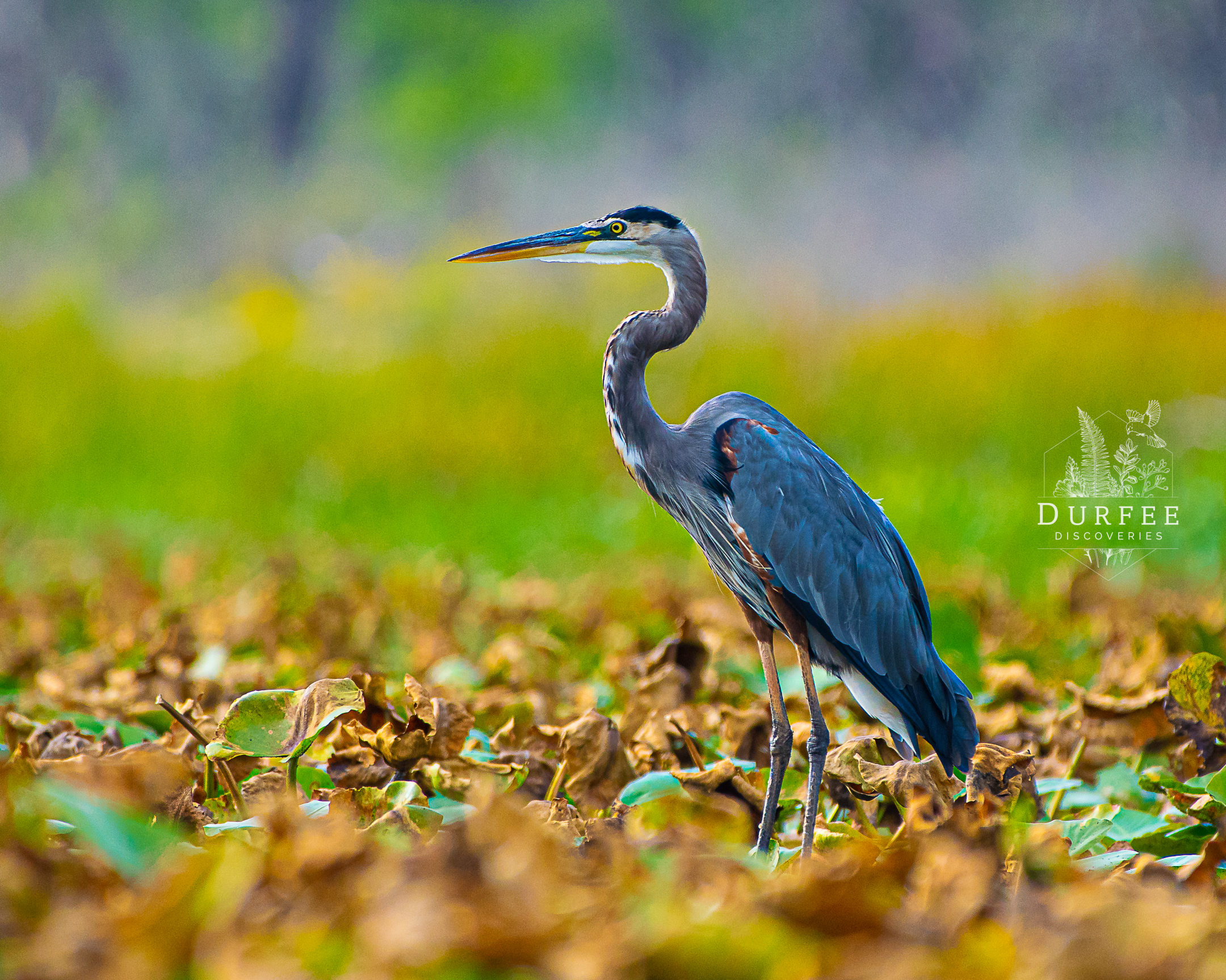 Great Blue Heron - Erie, PA