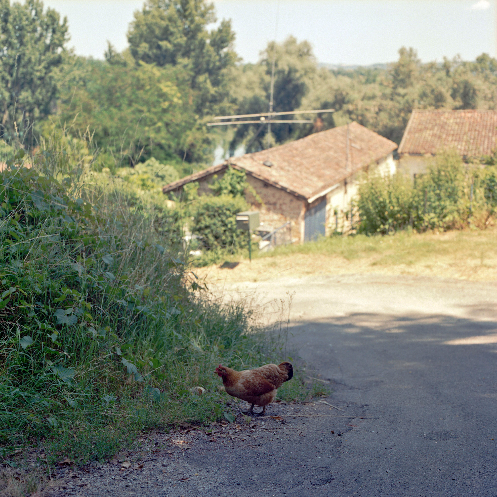 Chicken, Auvillar, France, 2009