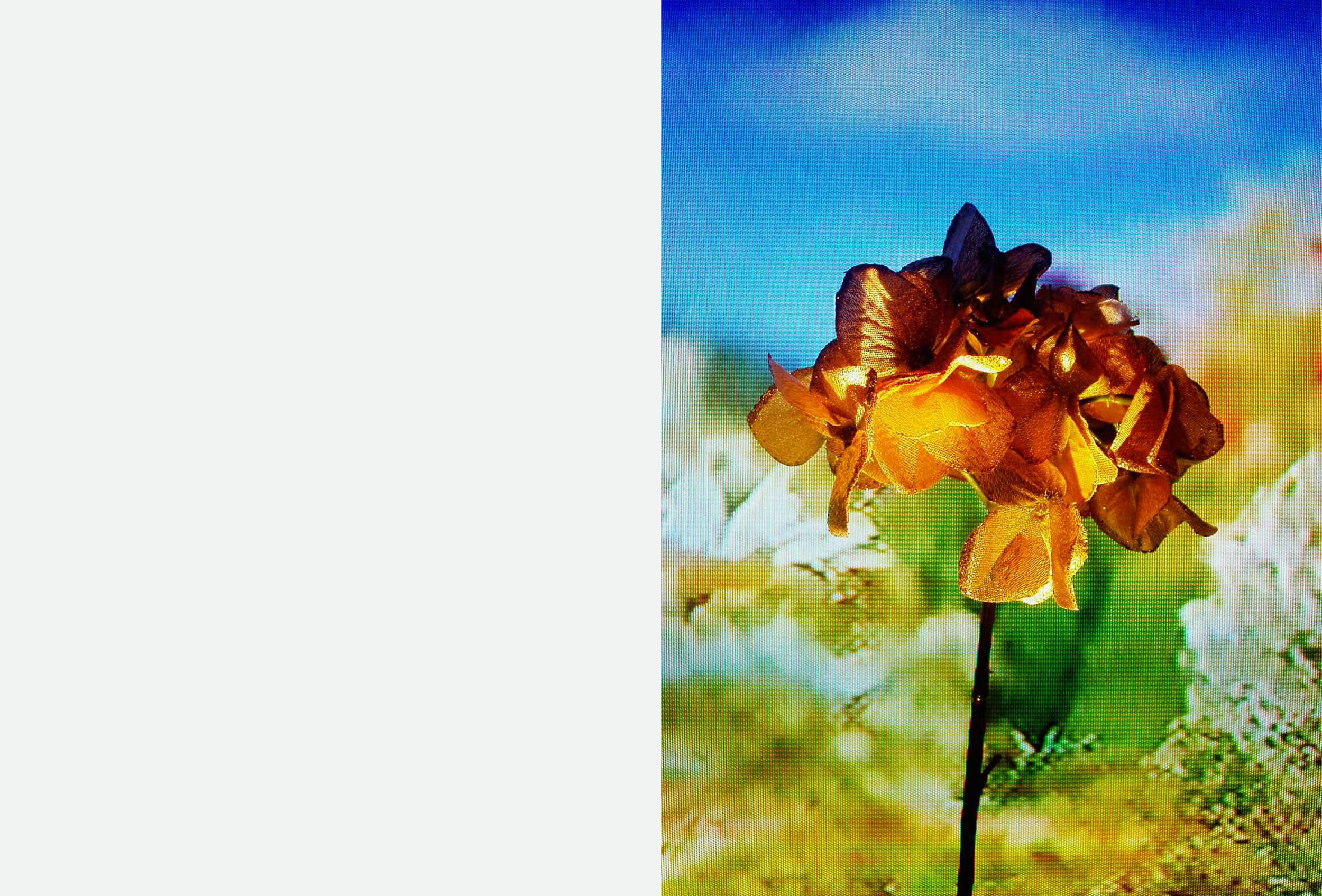  New Concept Old Gold Hybrid America 2002  TV Blumen  Garden Marathon Serpentine Gallery London (15 October – 16 October 2011)