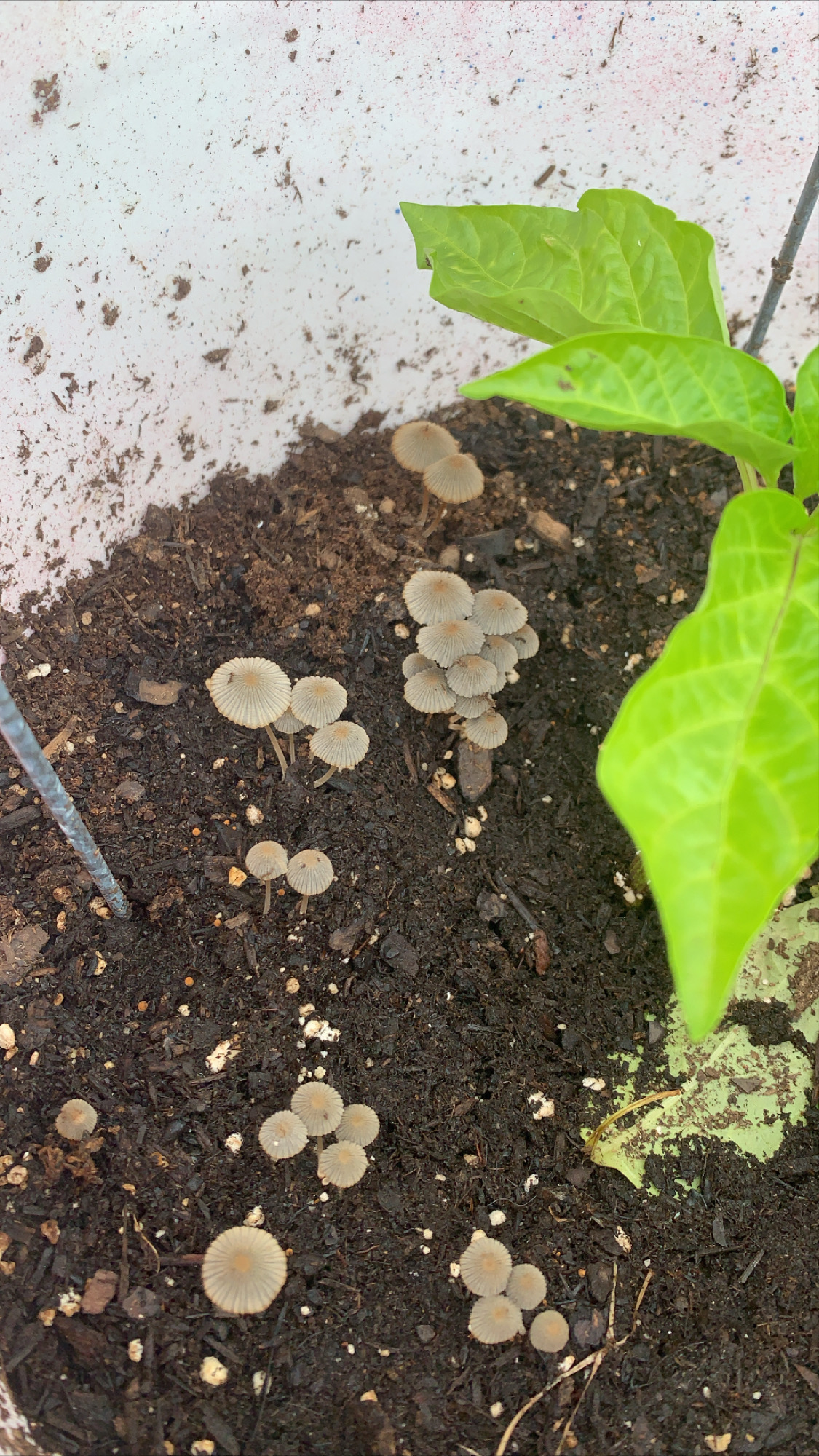 Cute mushroom friends that sprung up.