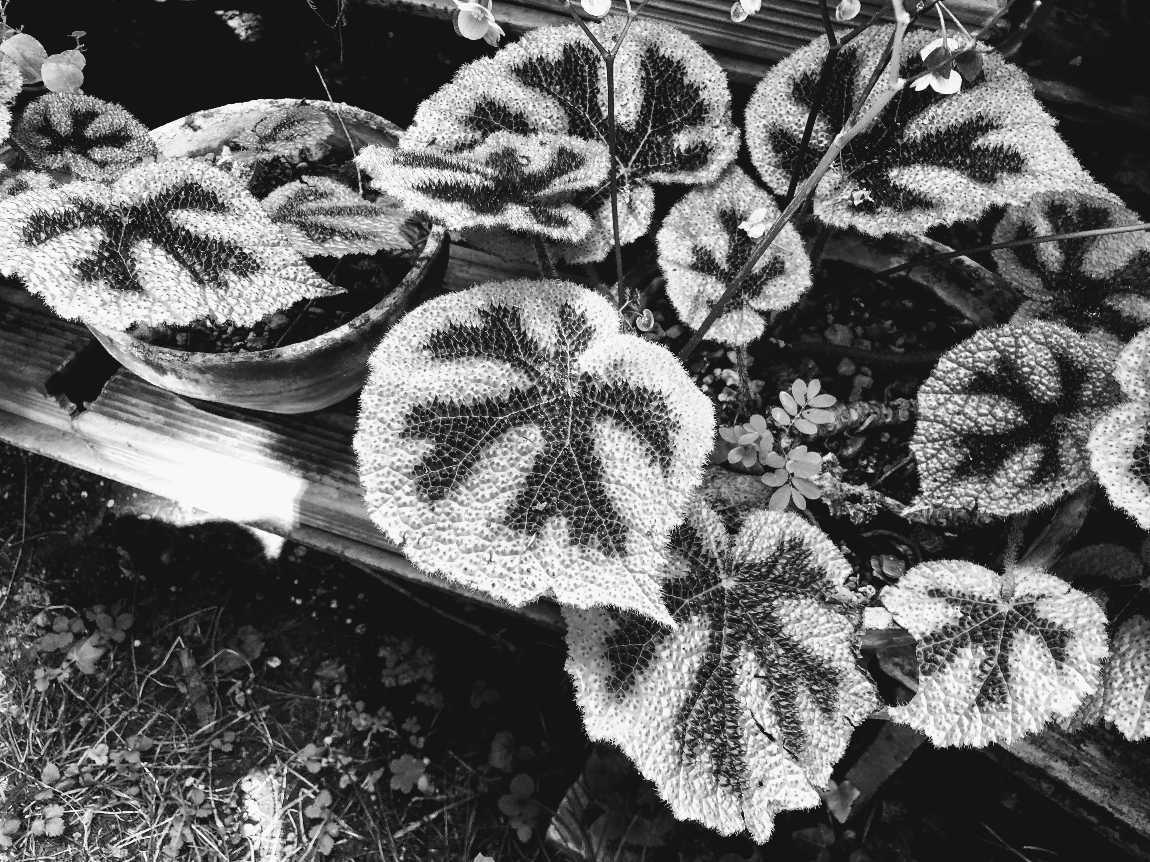 Begonia croce di ferro, Orto Botanico, Bologna, 16-6-18