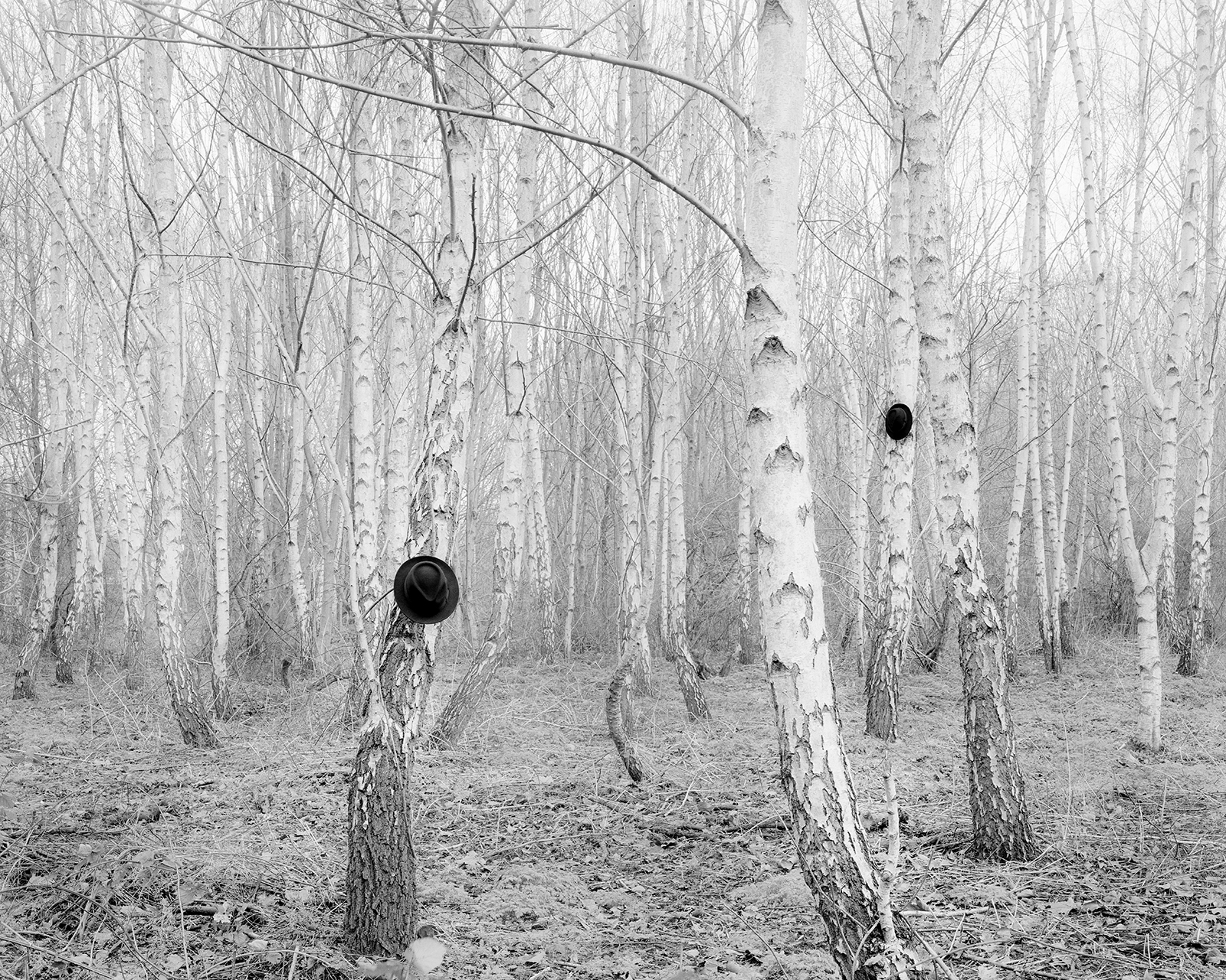 Wick Woodland, Hackney, 2014