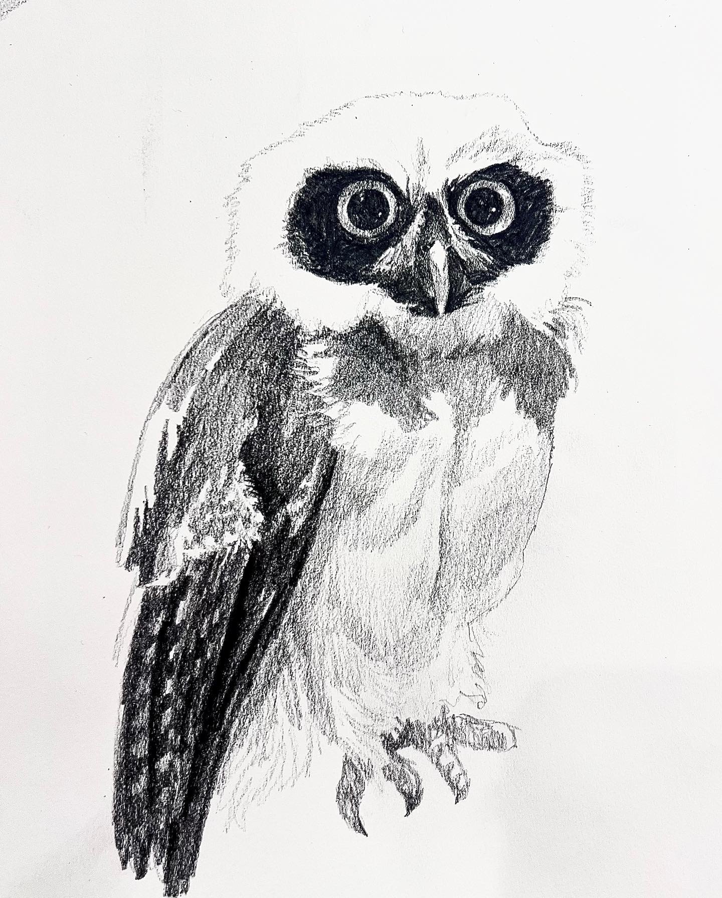 "Spectacled Owl"