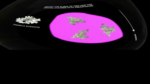 The user could identify lichen species presently growing at the site and visualize how their form might change with precipitation.