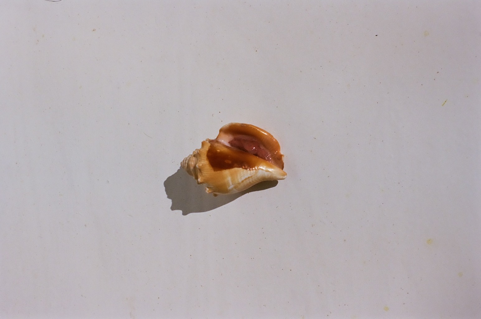 Eli-Bella Wood, Home, pt. 1 (View 2), 2024. Found shell (conch), silicone, water paint