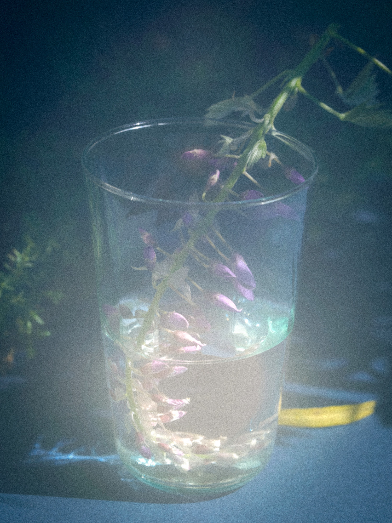 FV_Series_003_IMG_21_Wisteria_In_A_Glass
