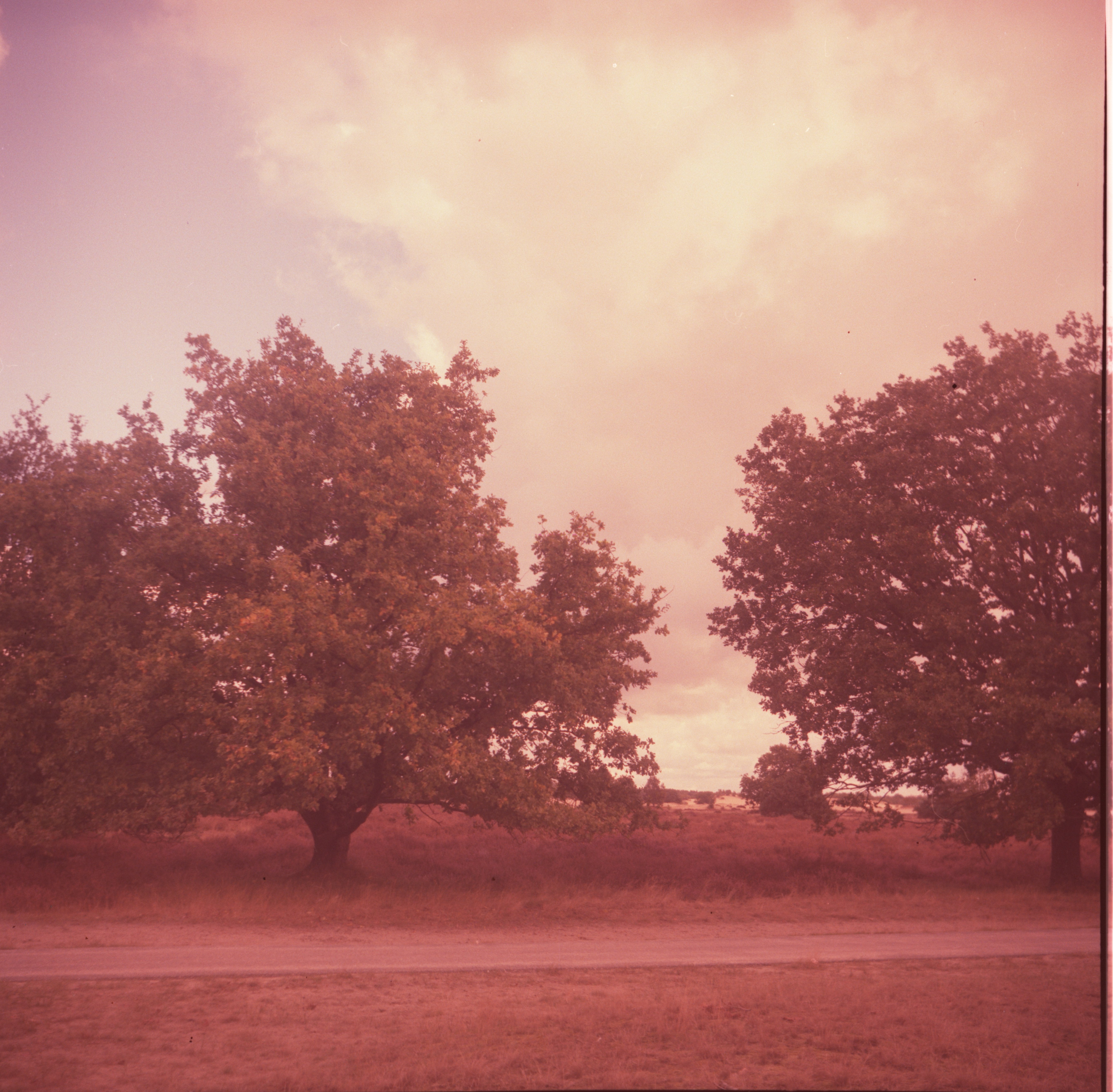 Dutch Landscape, 2022