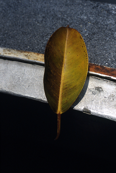 Hoja, pigment print, 29x23cm