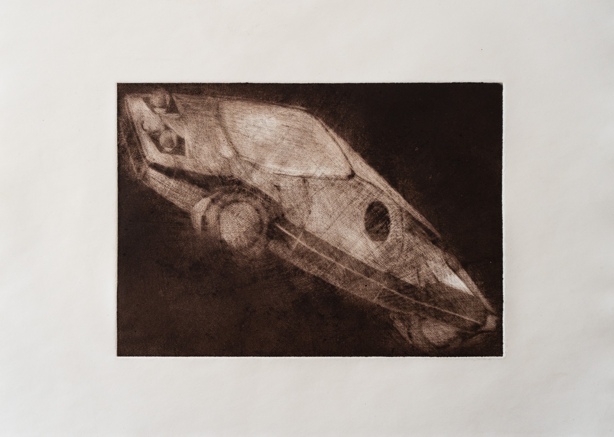 Lancia sibilo / mezzotinta / A4 / 2024