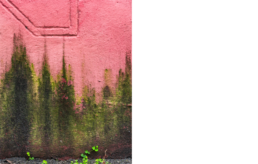 Green Mold, 2019. Archival pigment print 40 x 32 inches. Edition of 5.