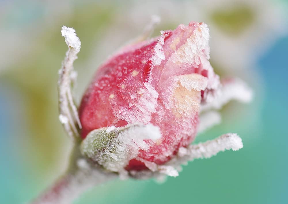 Nr.183 bereifte Rosenknospe