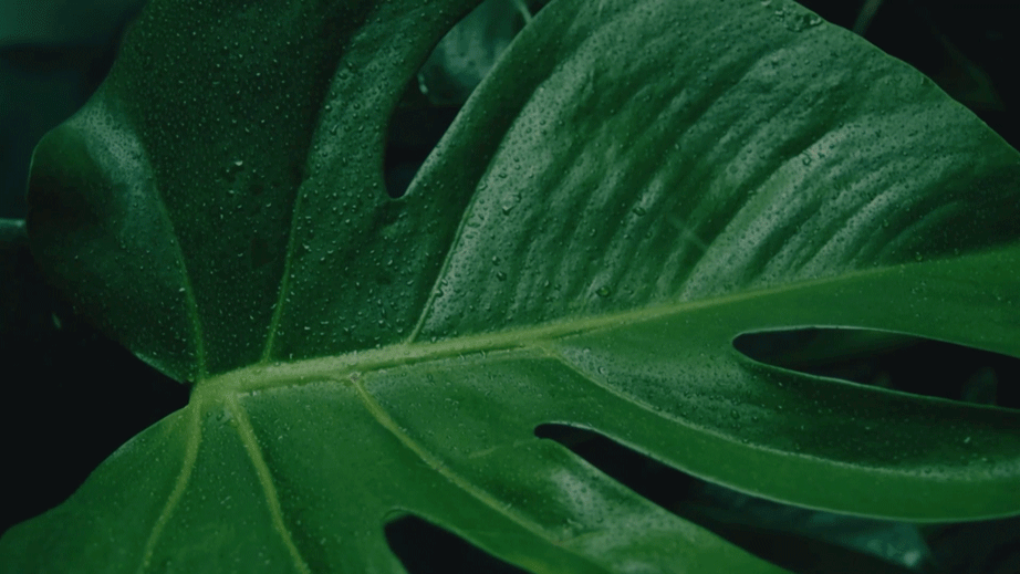 Hera Visual Identity Proposal