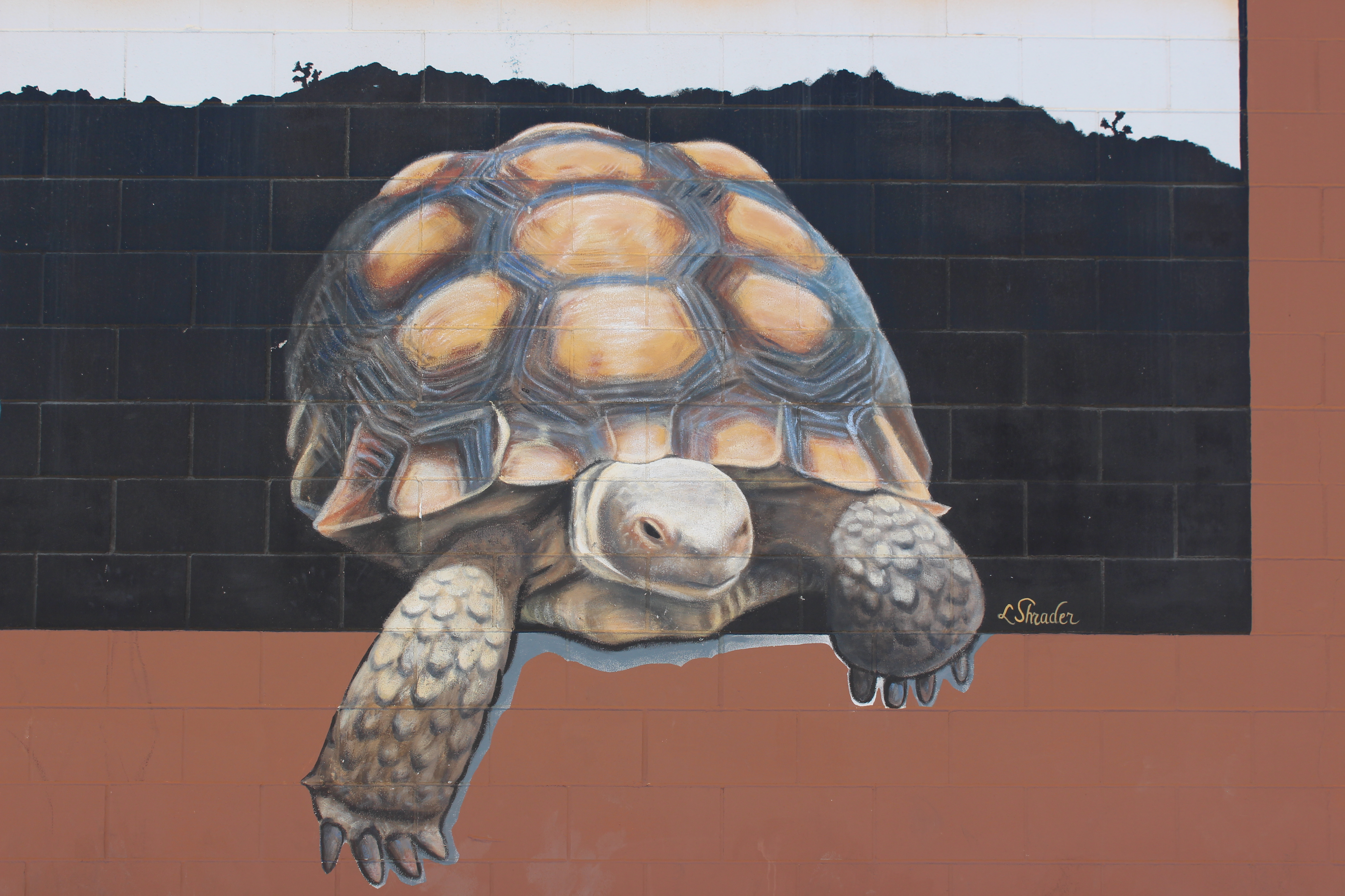 Mural of a cranky looking desert tortoise