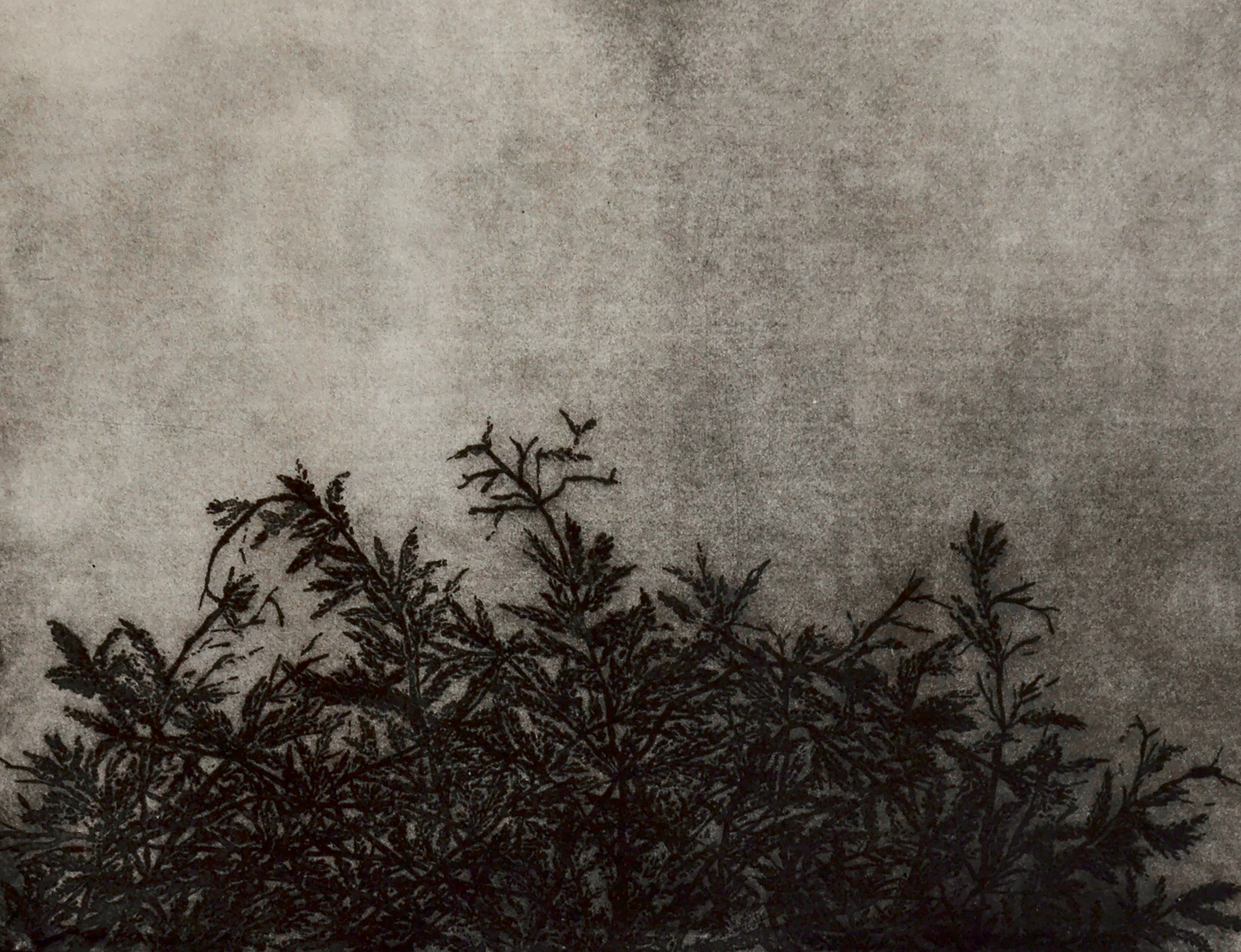 Chinaberry Tree, 2019, Sugar lift and aquatint etching, 40x30 cm 