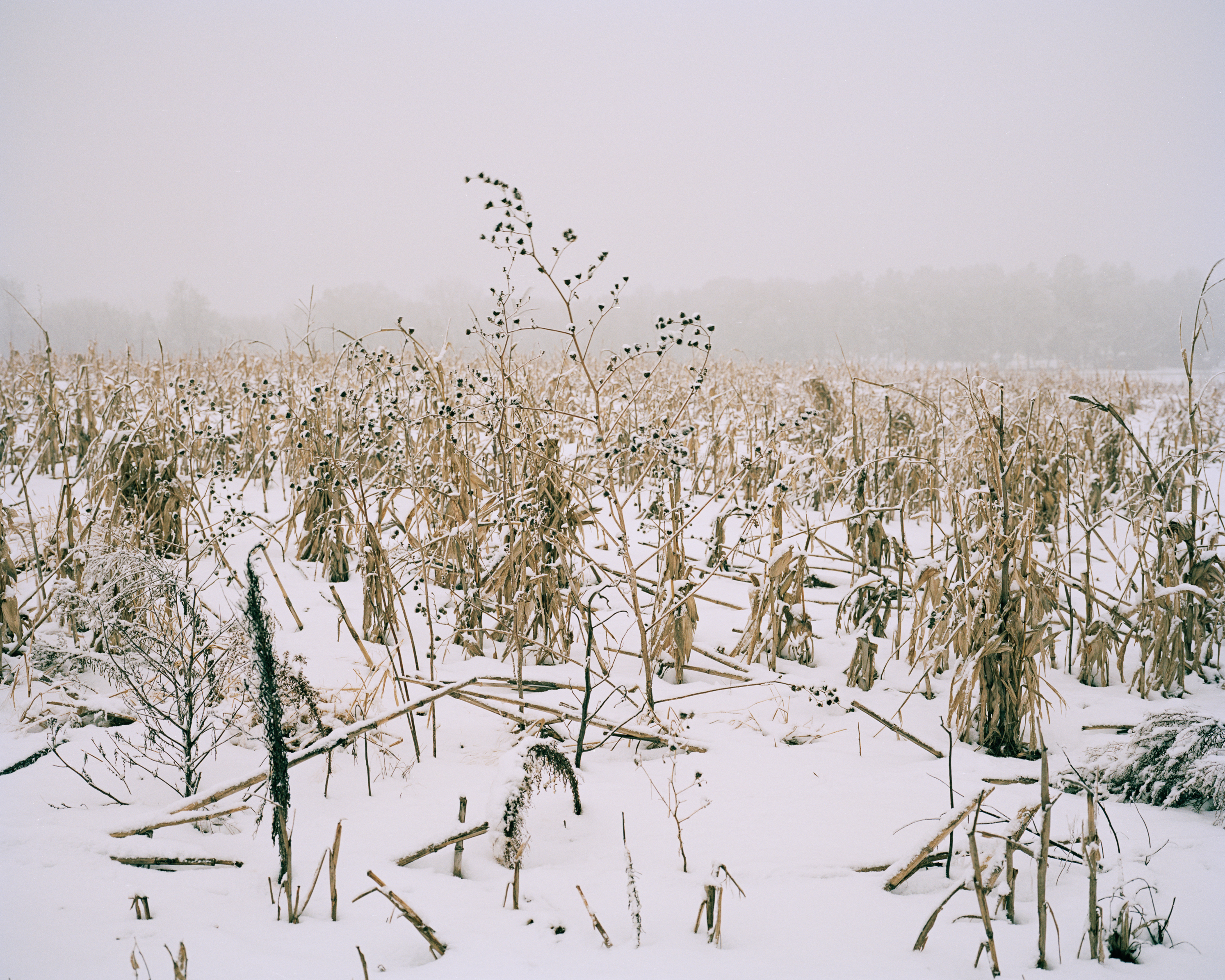 Snow covers the harvested field as the ground waits to be prepared for burials.
