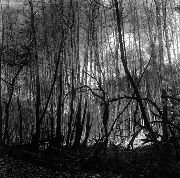 Z&uuml;ndung,  Vogesen 2004, Bartabzug 70x70cm