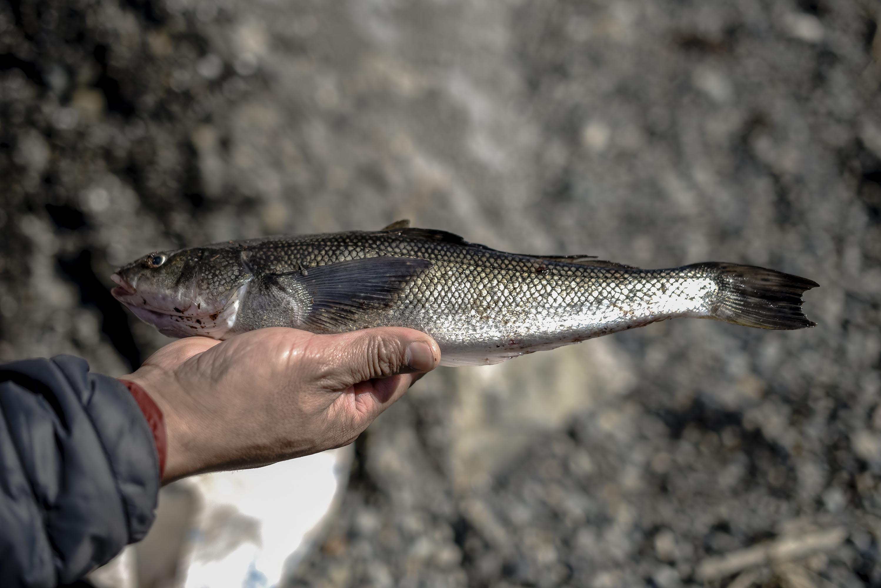 Fishing is an essential activity for the Mapuche Lafkenche.