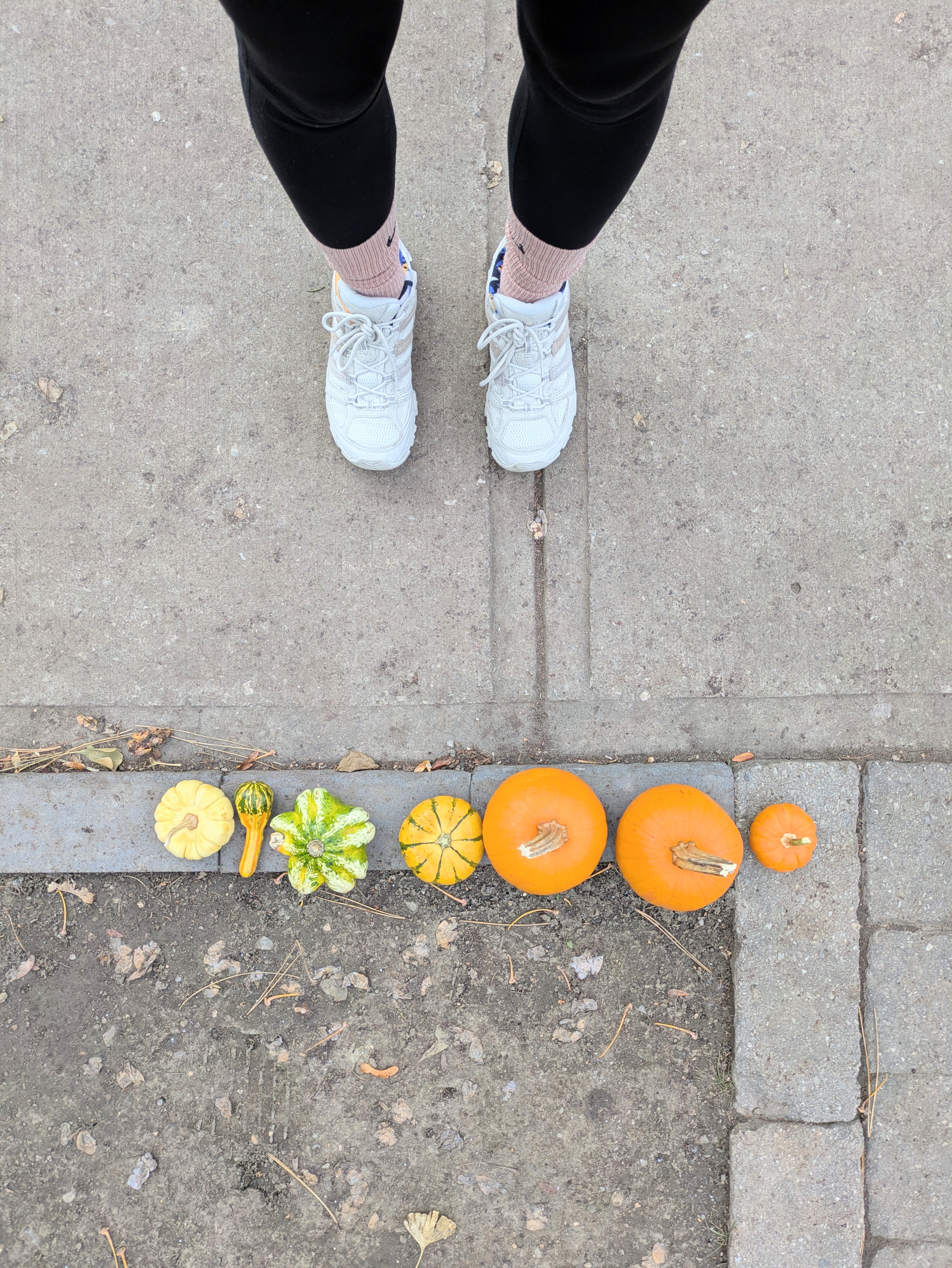 Nov 29, 2025: Squashes