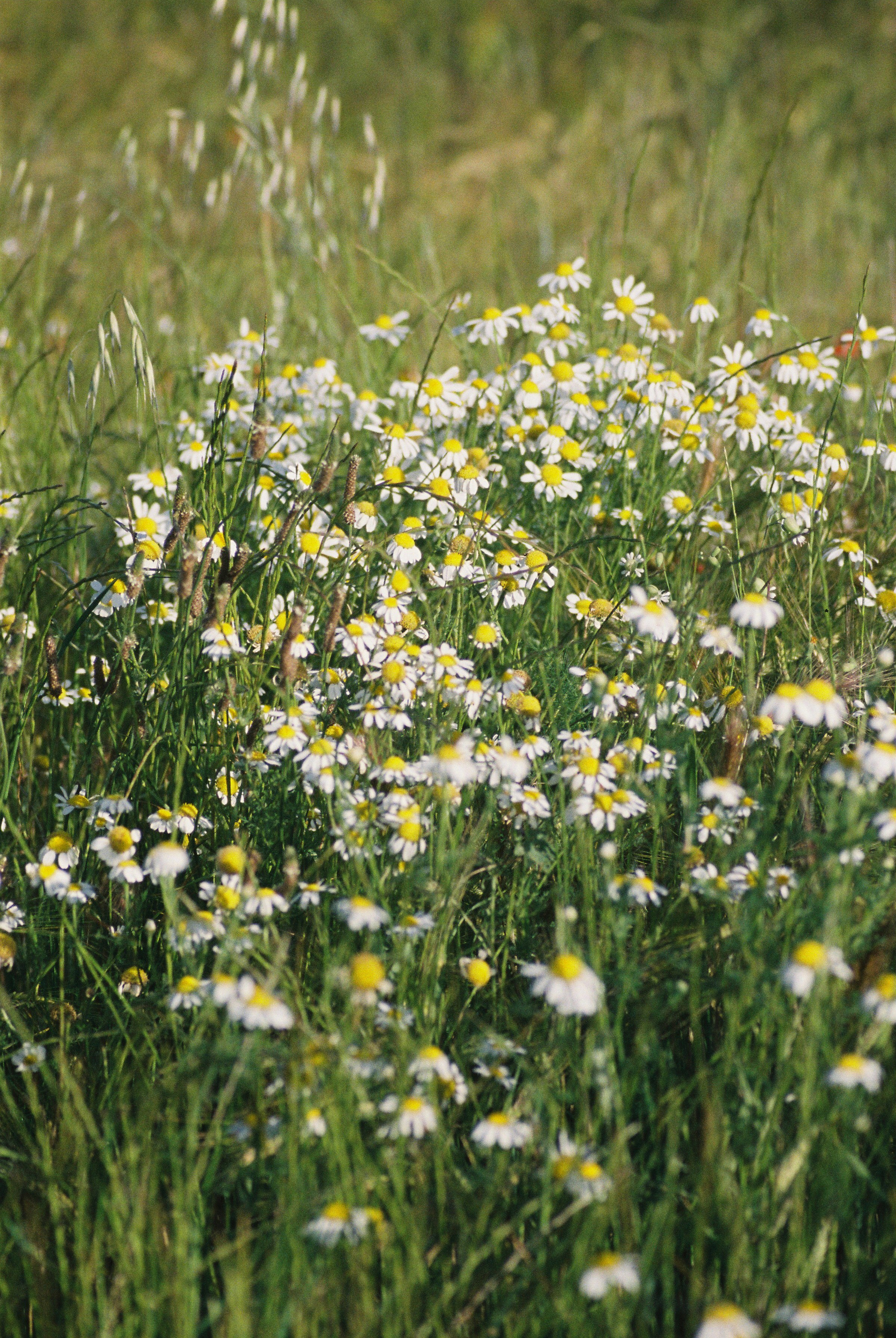 Diary, Flowers and Plants