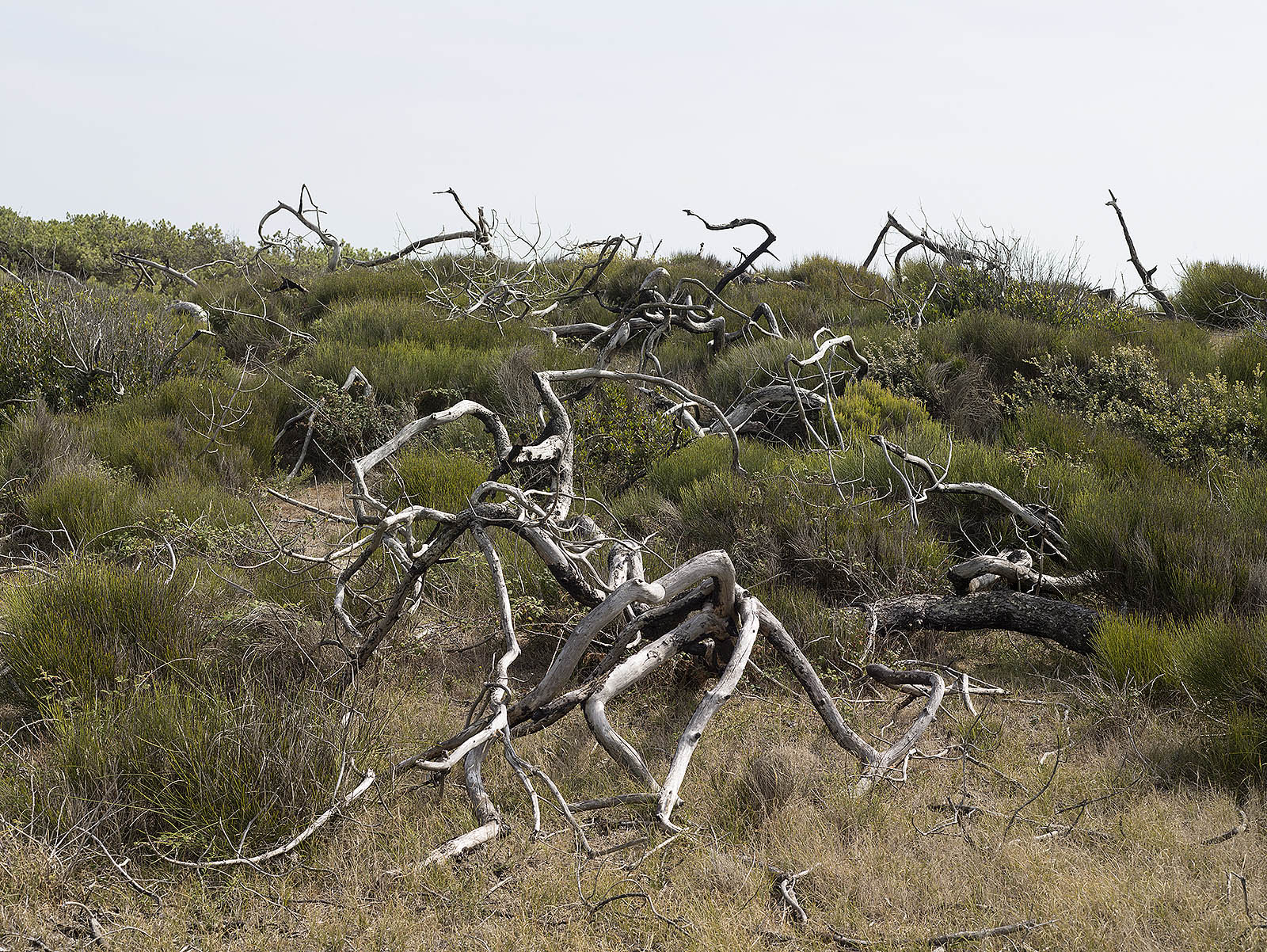 Partially burnt forest, Montalivet-les-bains, August 2017.
