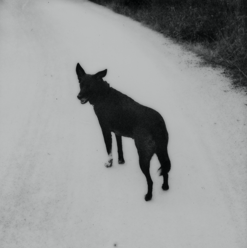 ©Thomas DhellemmesLuckyîle d’Yeu2023Courtesy Polka Galerie