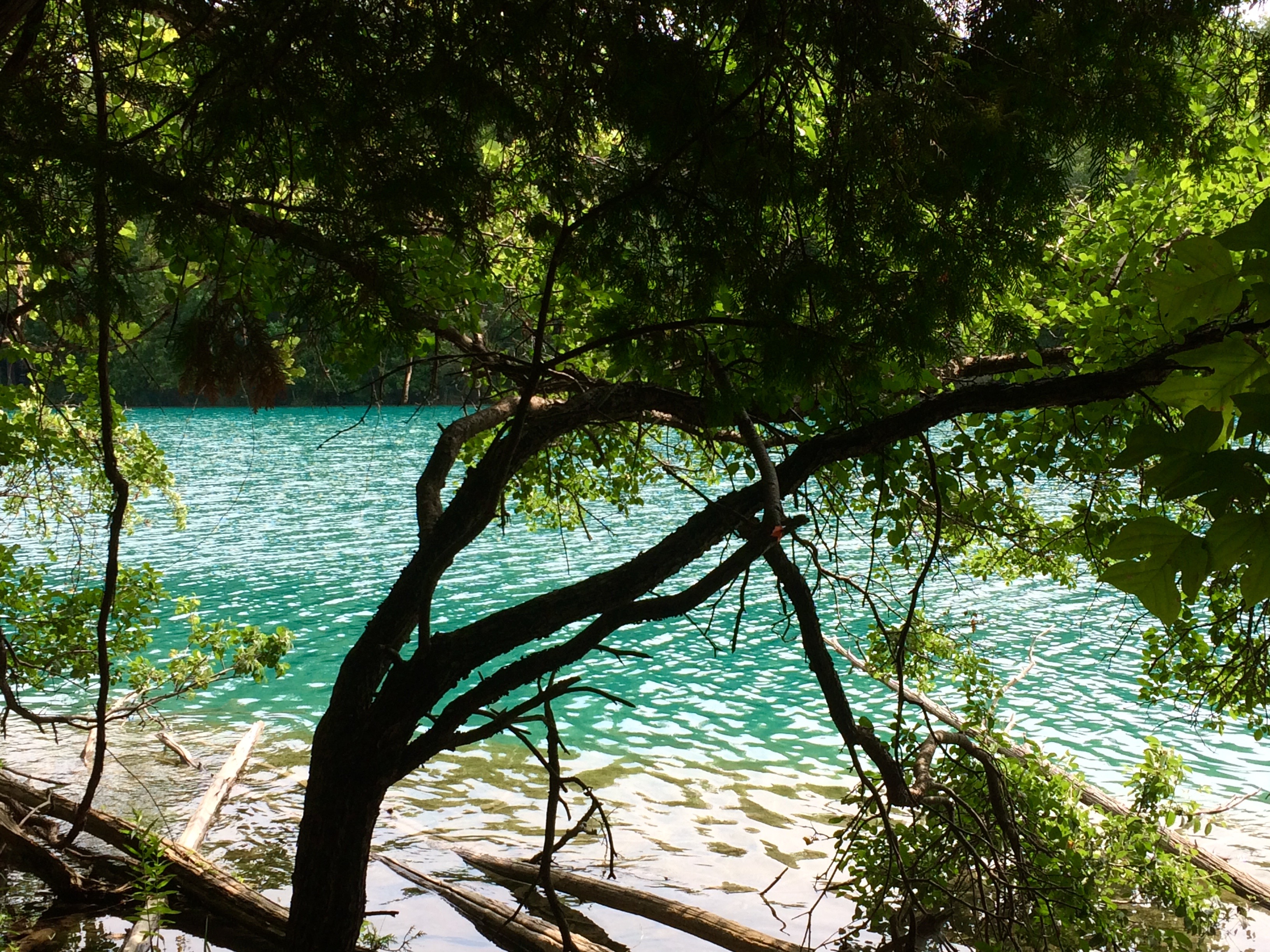 from the shoreline, in front of us are the shaded limbs of a tree that hang over crystal clear turquoise waters. more longs and branches are sitting in the water along the shore and the tree has many rich green leaves hanging over the water