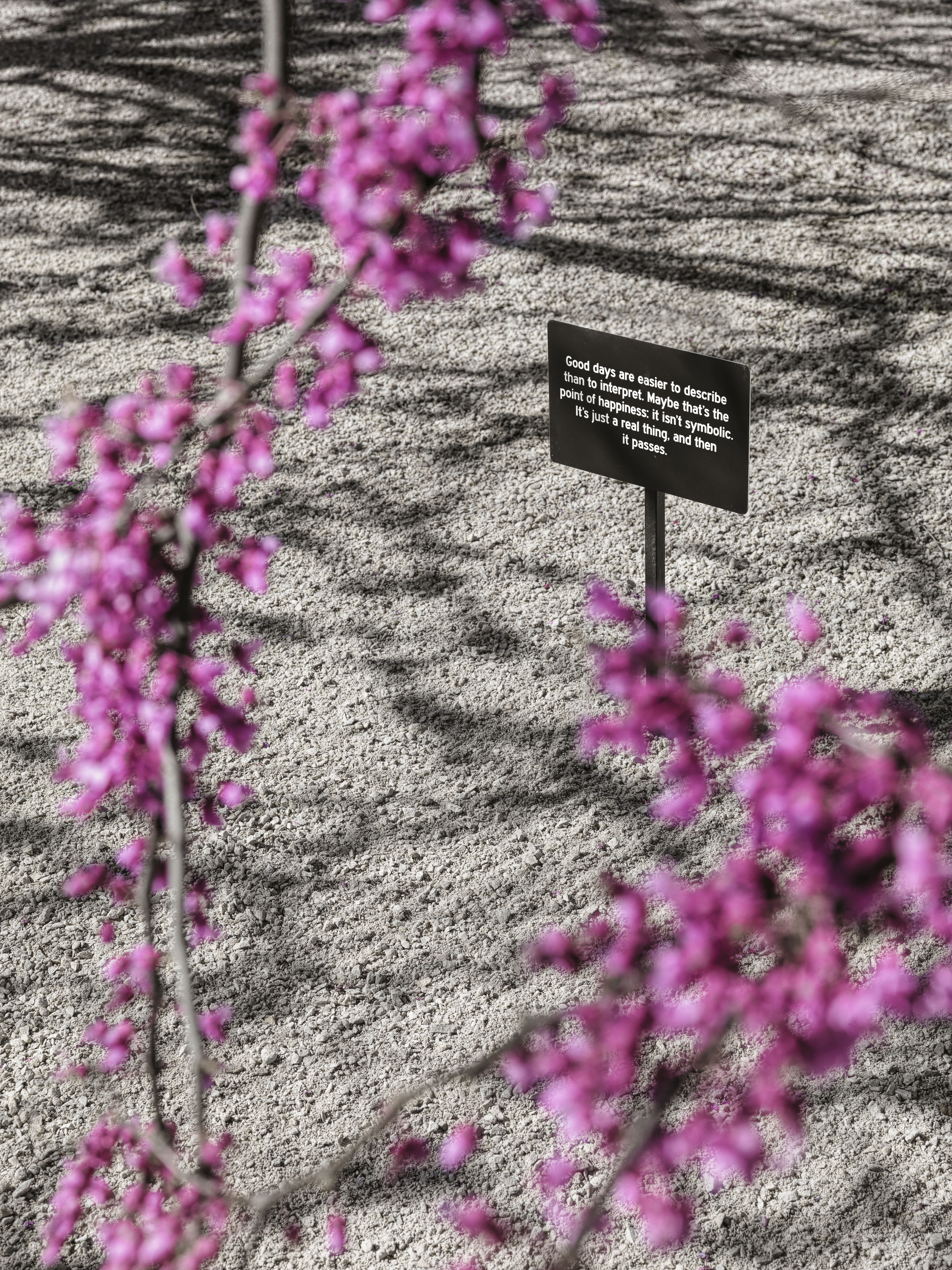 Through some blurry tree branches with bright pink blossoms, and extending out of a neatly raked sand-gravel surface, is a short rectangular black sign with white lettering that reads: “Good days are easier to describe than to interpret. Maybe that’s the point of happiness: it isn’t symbolic. It’s just areal thing, and then it passes.”