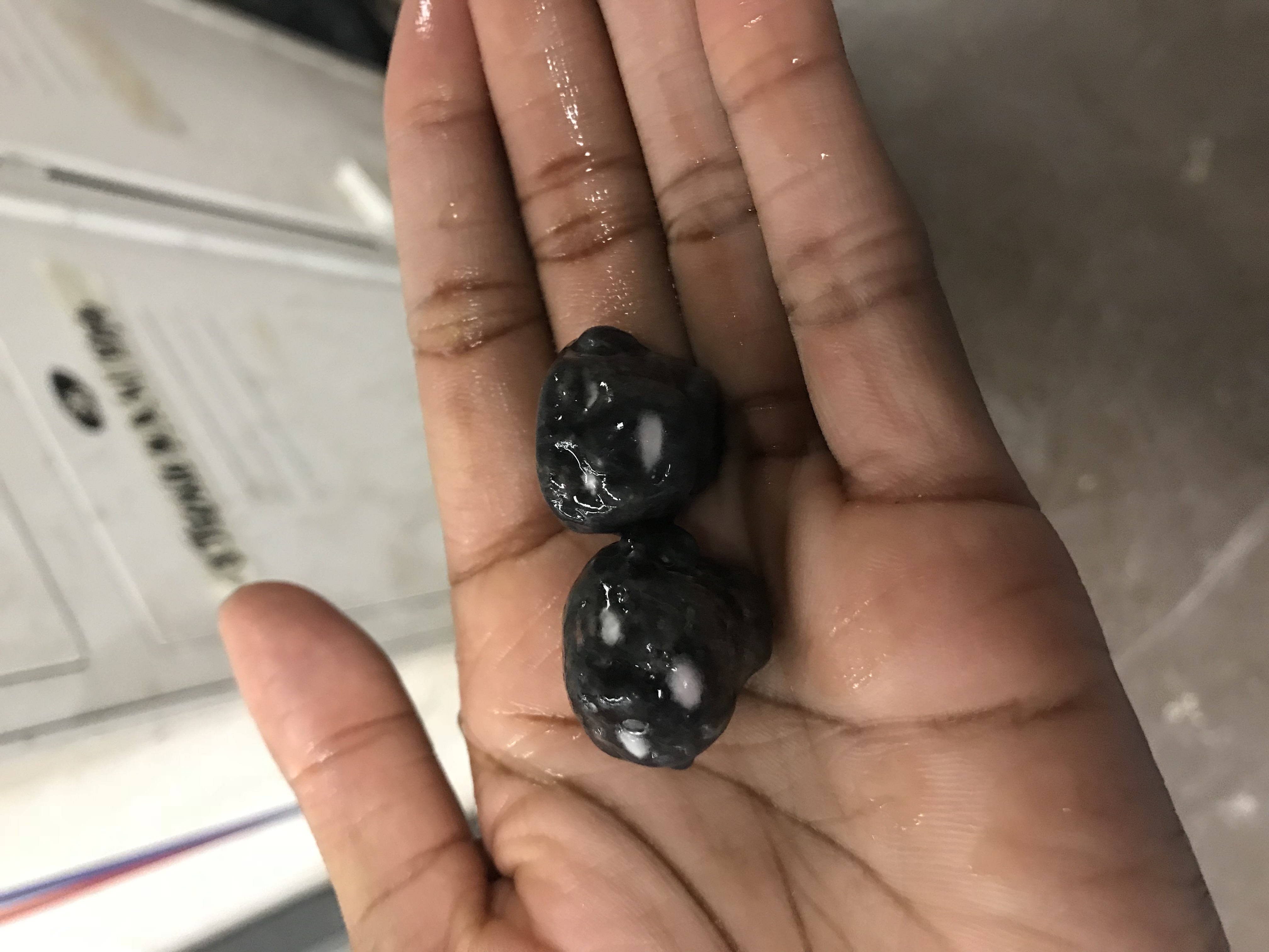 Egyptian Paste (Faience) Heads