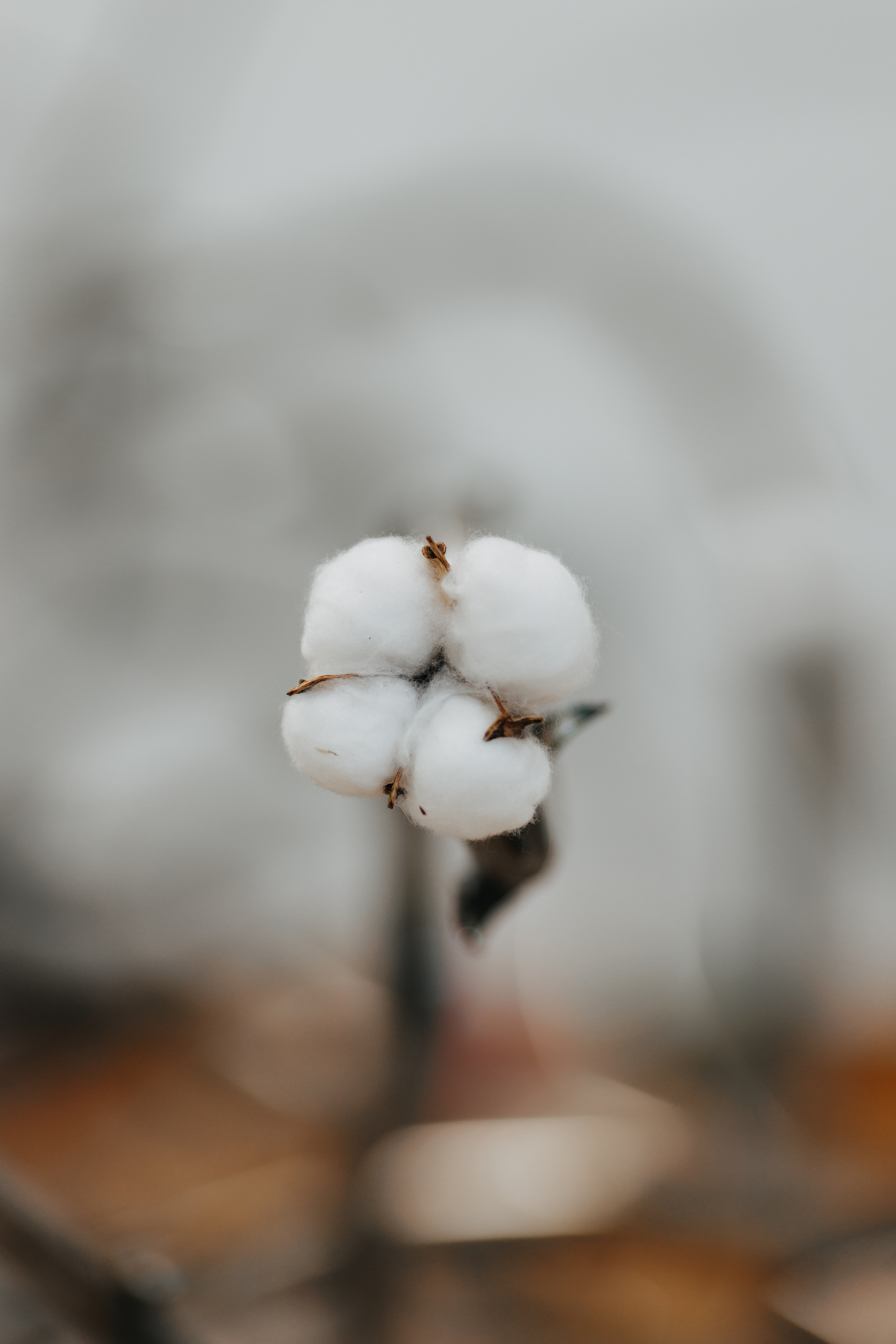 Roots, 2025 Image courtesy of Jovan Lee