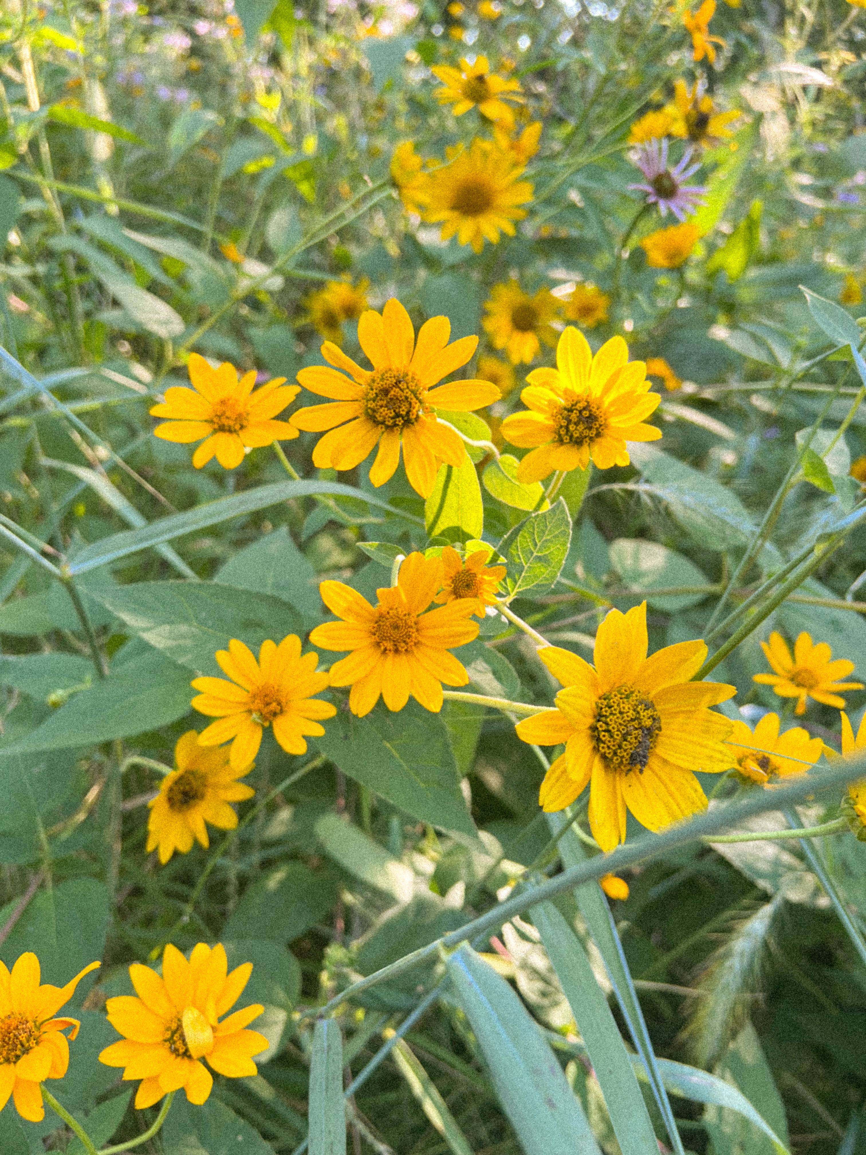 Wildflowers are really plentiful this year.