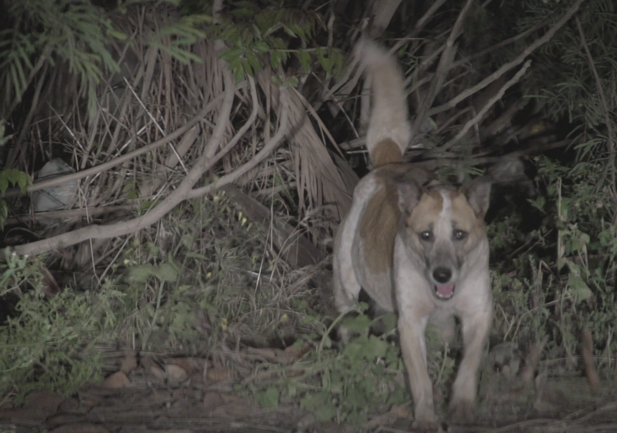 الأرض المستباحة Radius Catastrophe .2025