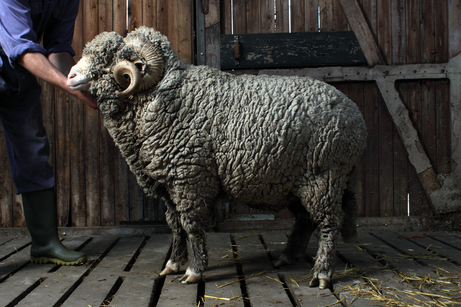 One Sheep Sweater - christienmeindertsma