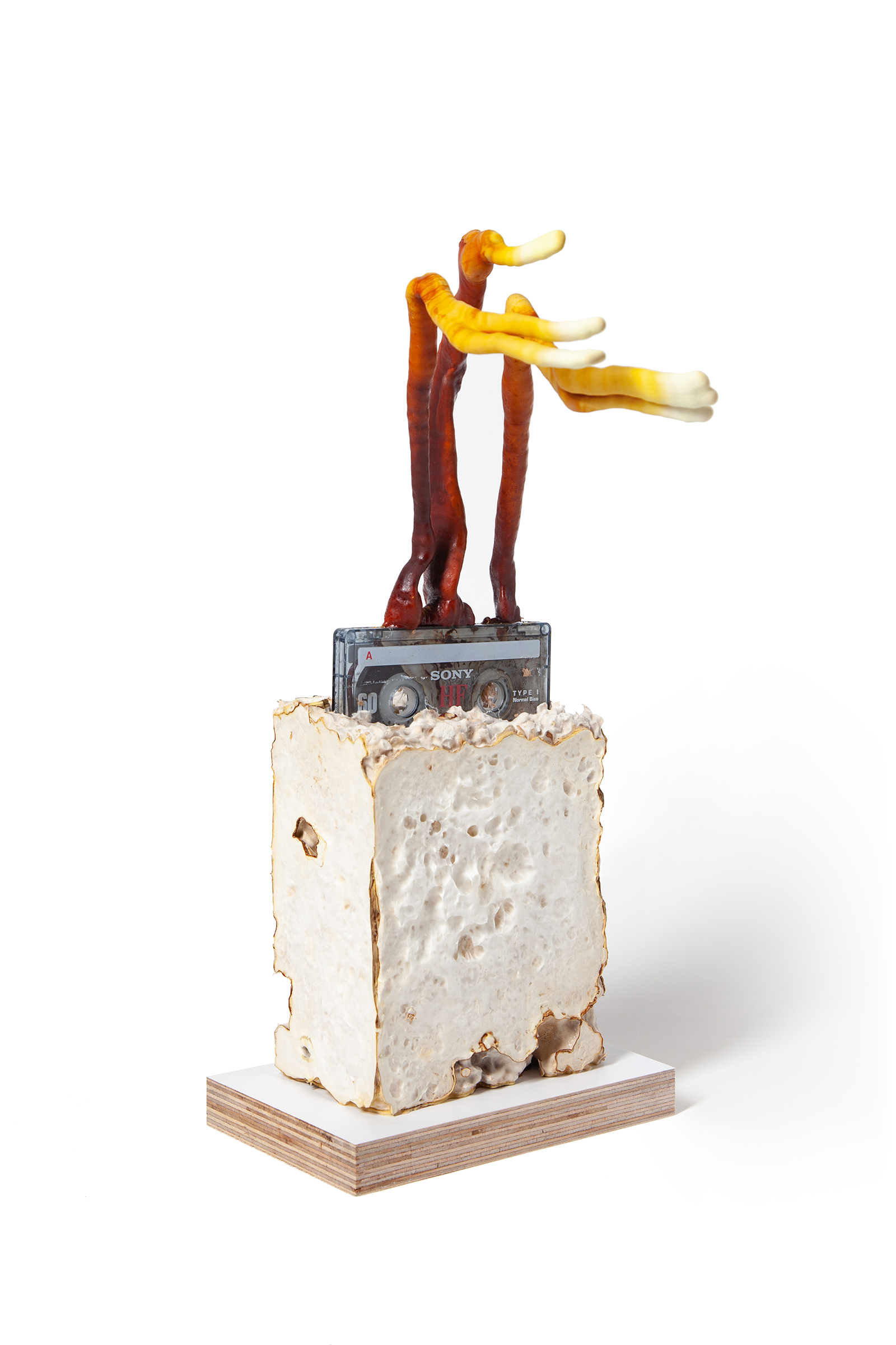 Translation tapes  2021 sculpture mycelium 