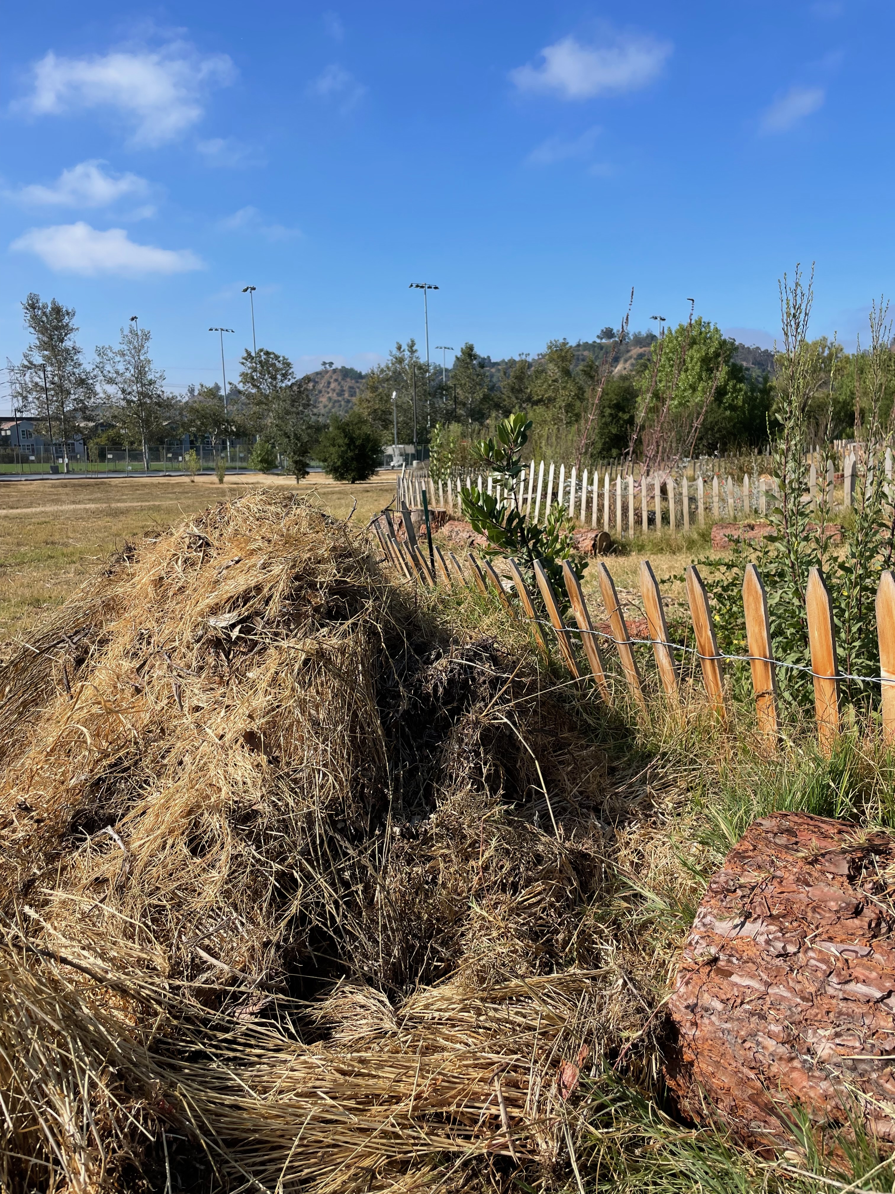 Dried weed pile in July