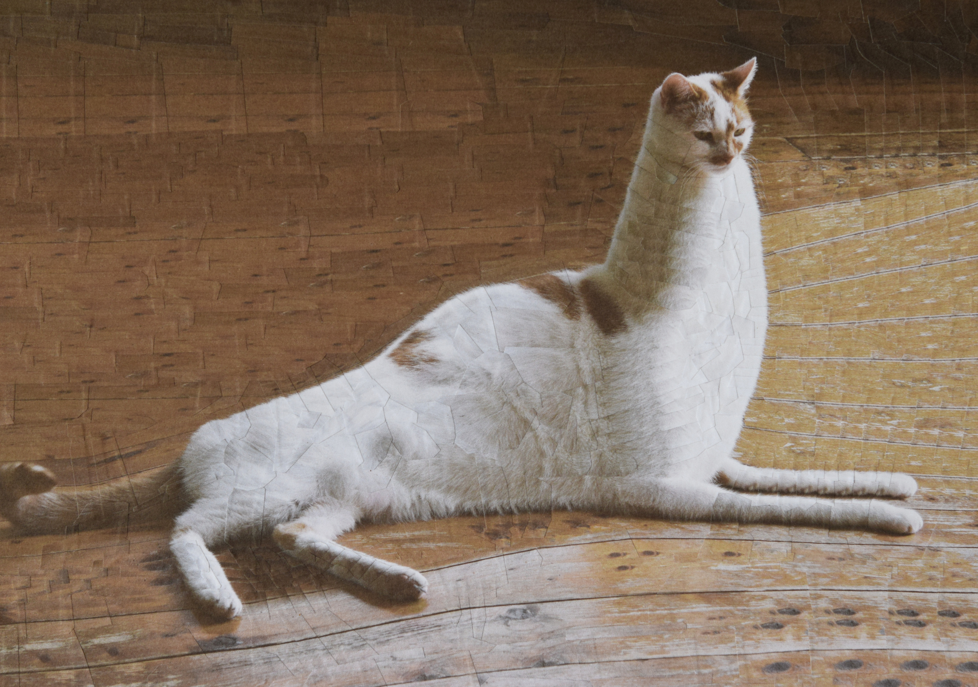 Charlie reclining, 2018, 11.69 x 8.27 inches