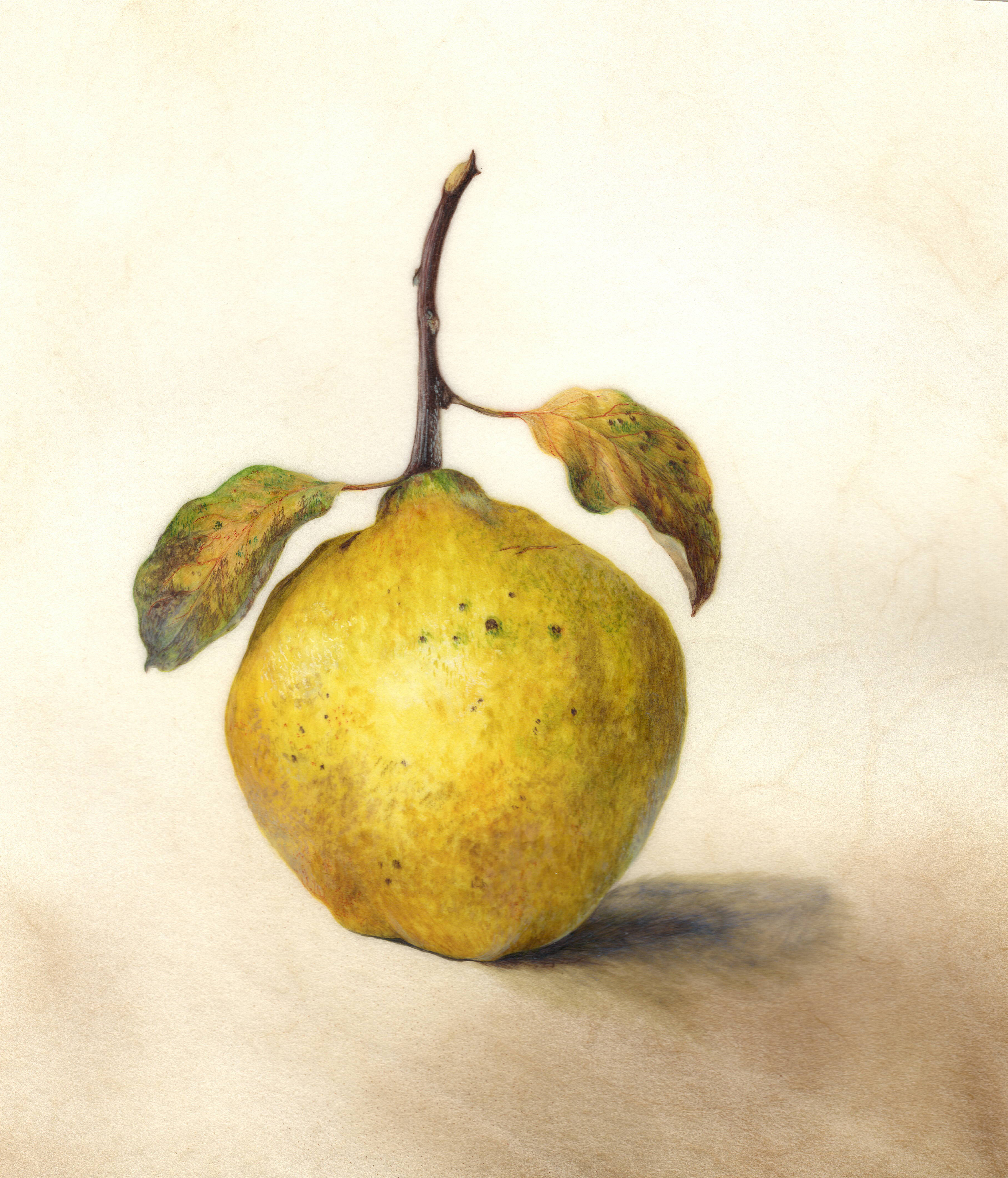 Quince after eliot hodgkin