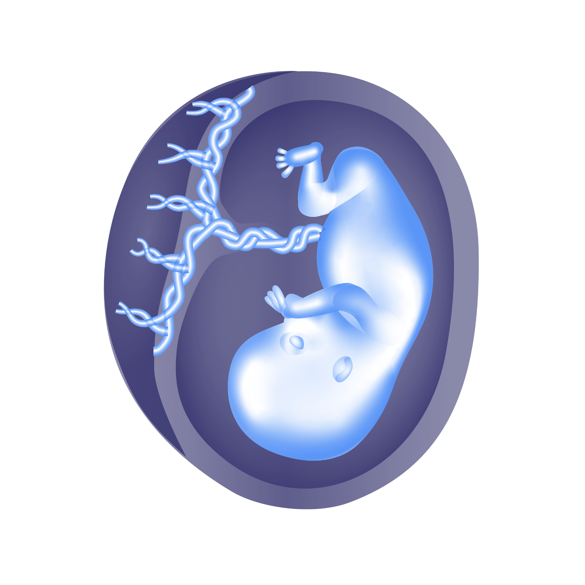 Foetus, digital drawing - Medical illustrations for an endocrinologist