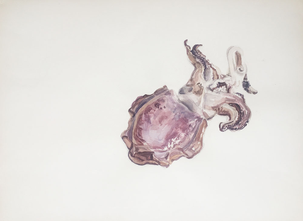 Seiche, aquarelle, 56 x 76 cm, 2017