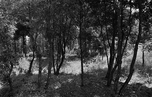 Die Einfahrt, Gargonza 2013, Bartabzug 78x110cm