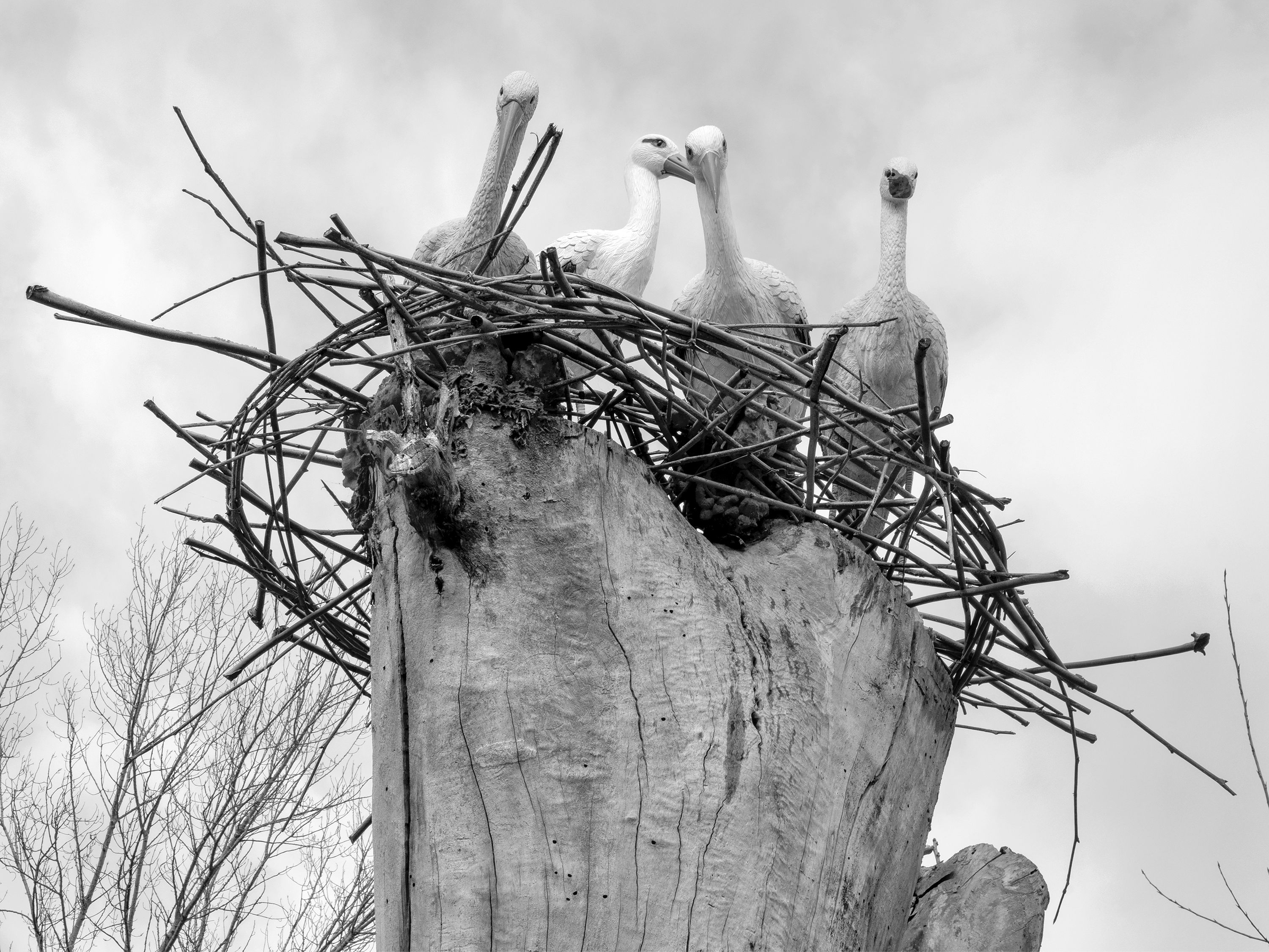 False storksEsquiroz, Navarre, Spain, 2024 photography, bw, single