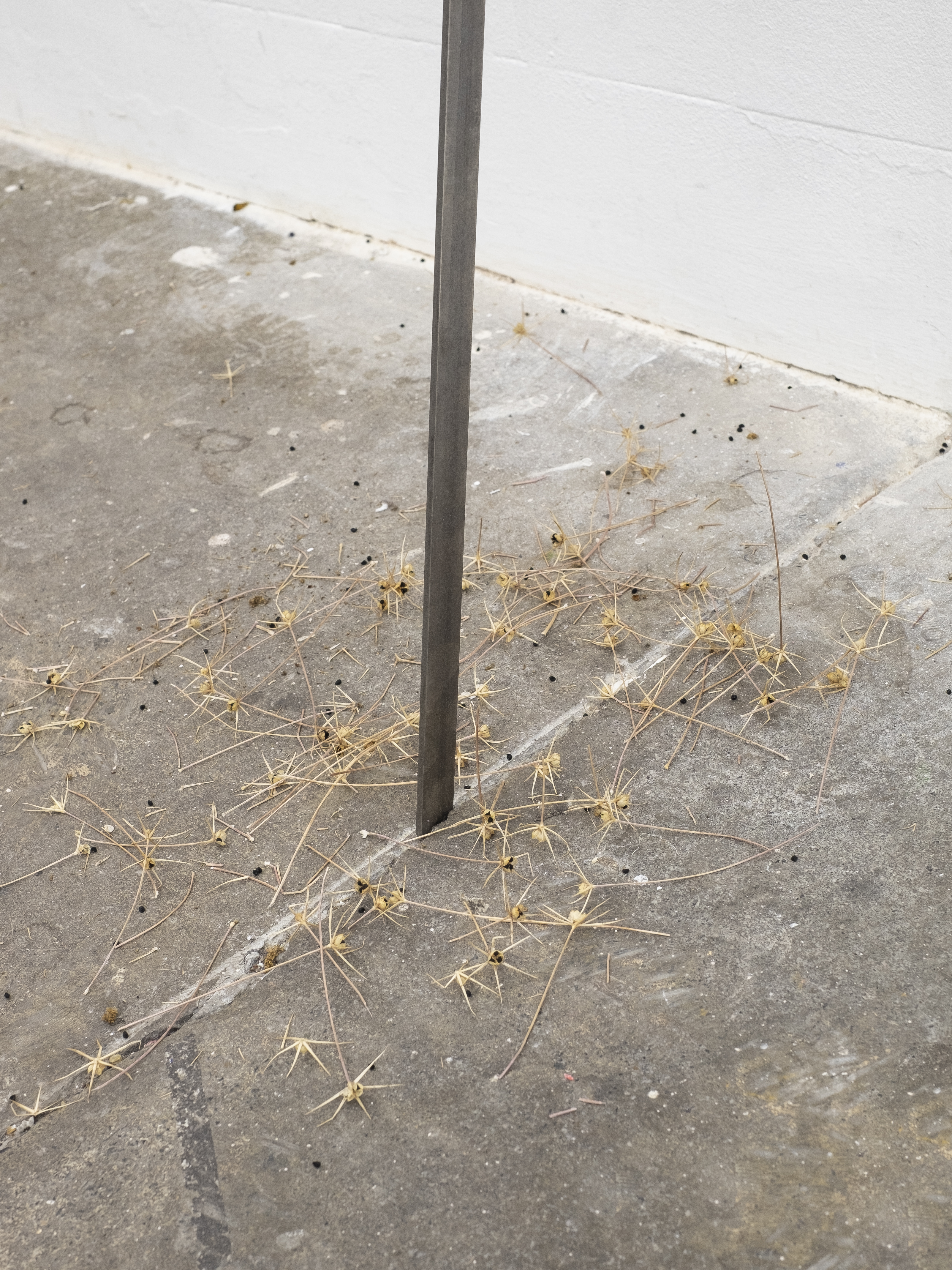 Dulcinea. Jasmine Pajdak[photo credit: Filet Space]