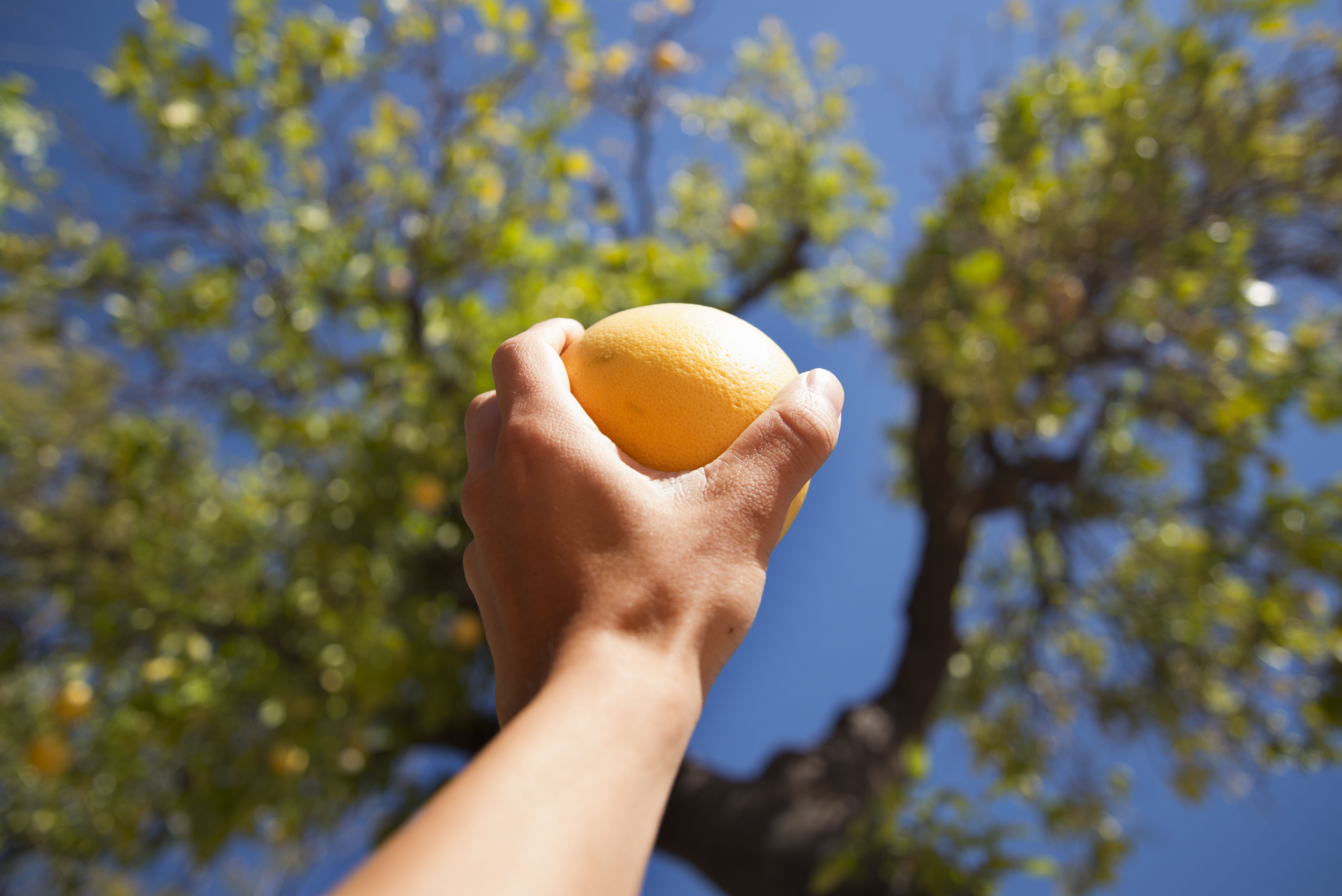 Picking Sunny the 150 year old grapefruit tree.