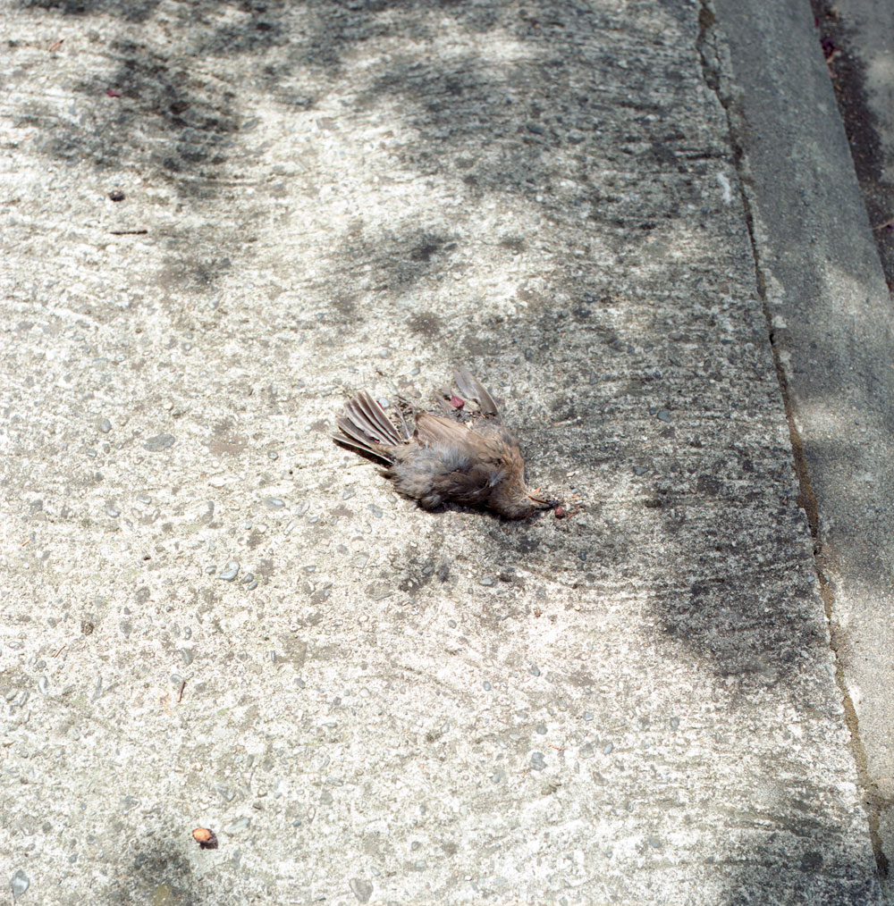 Dead Bird, Auvillar, France, 2009