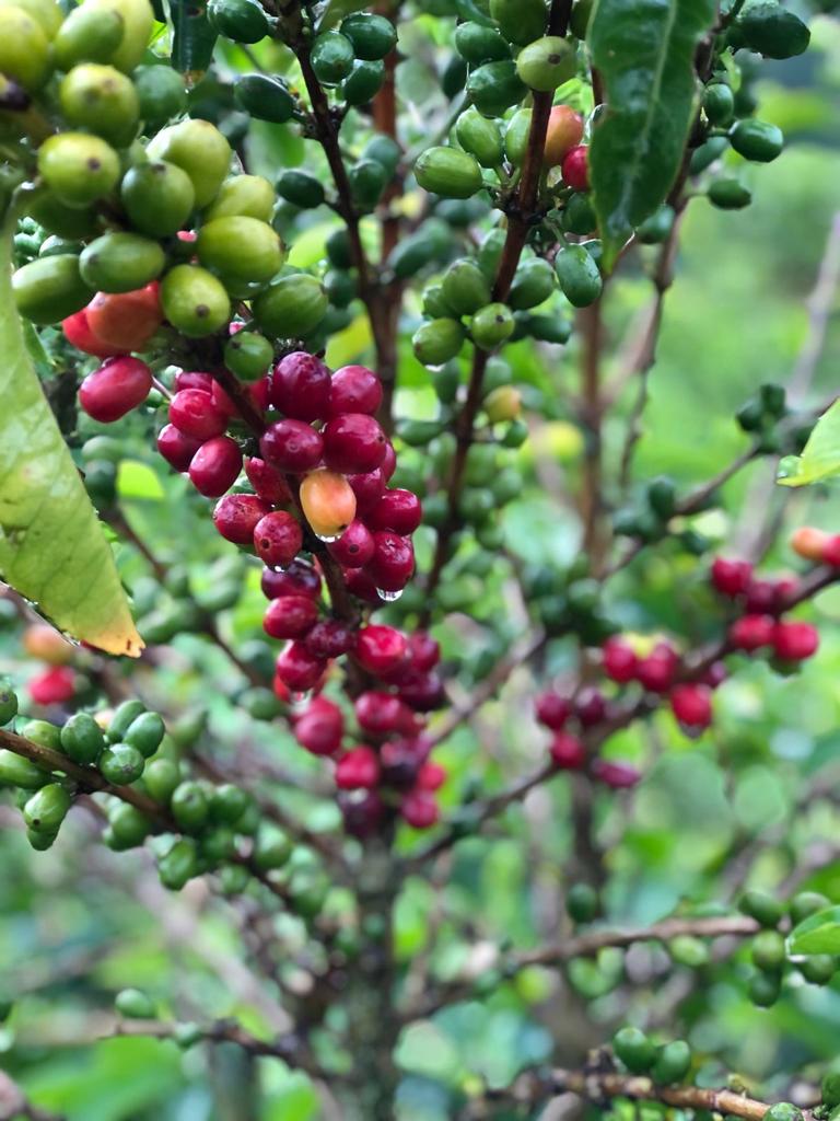 earliest phase - cherry