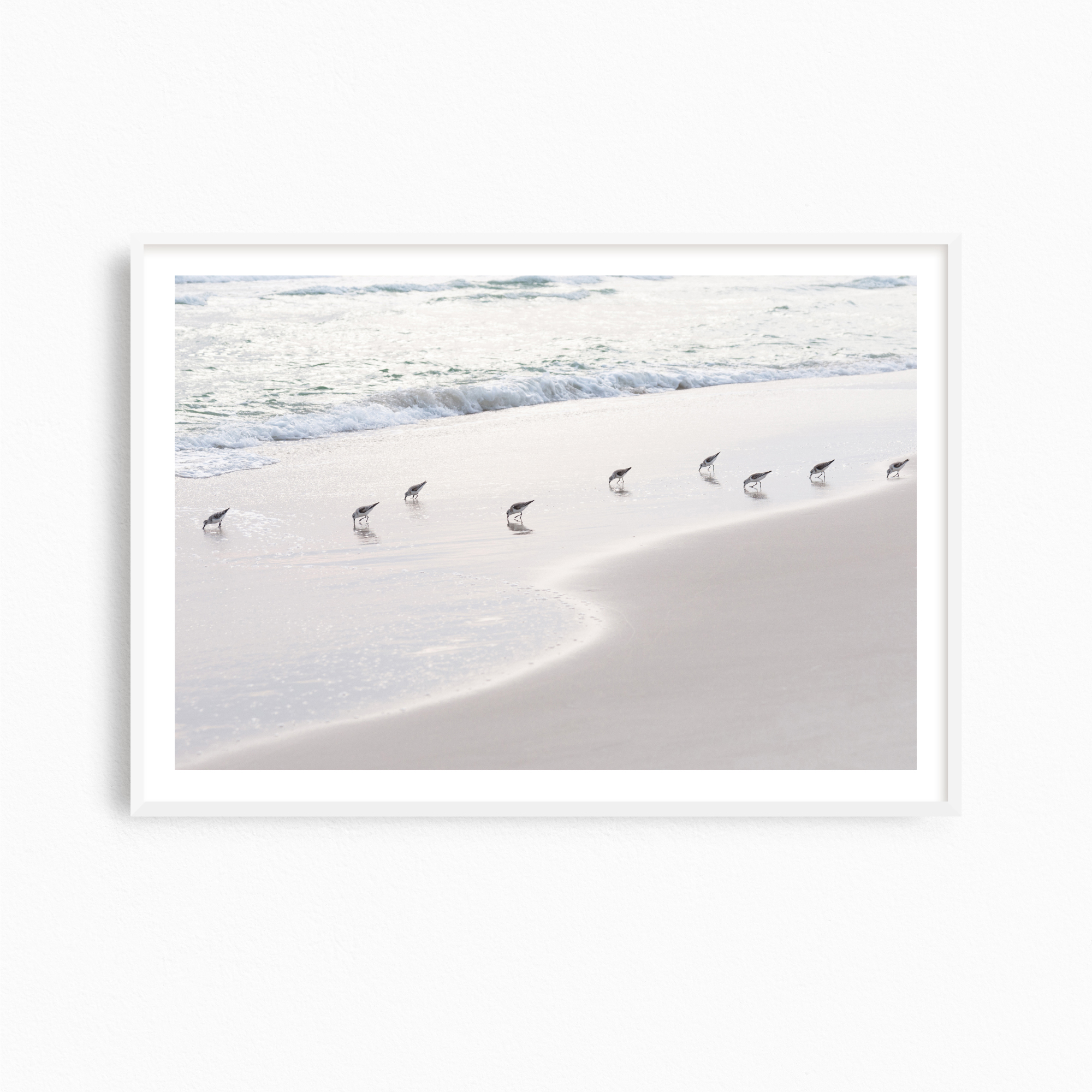 Sanderlings︎