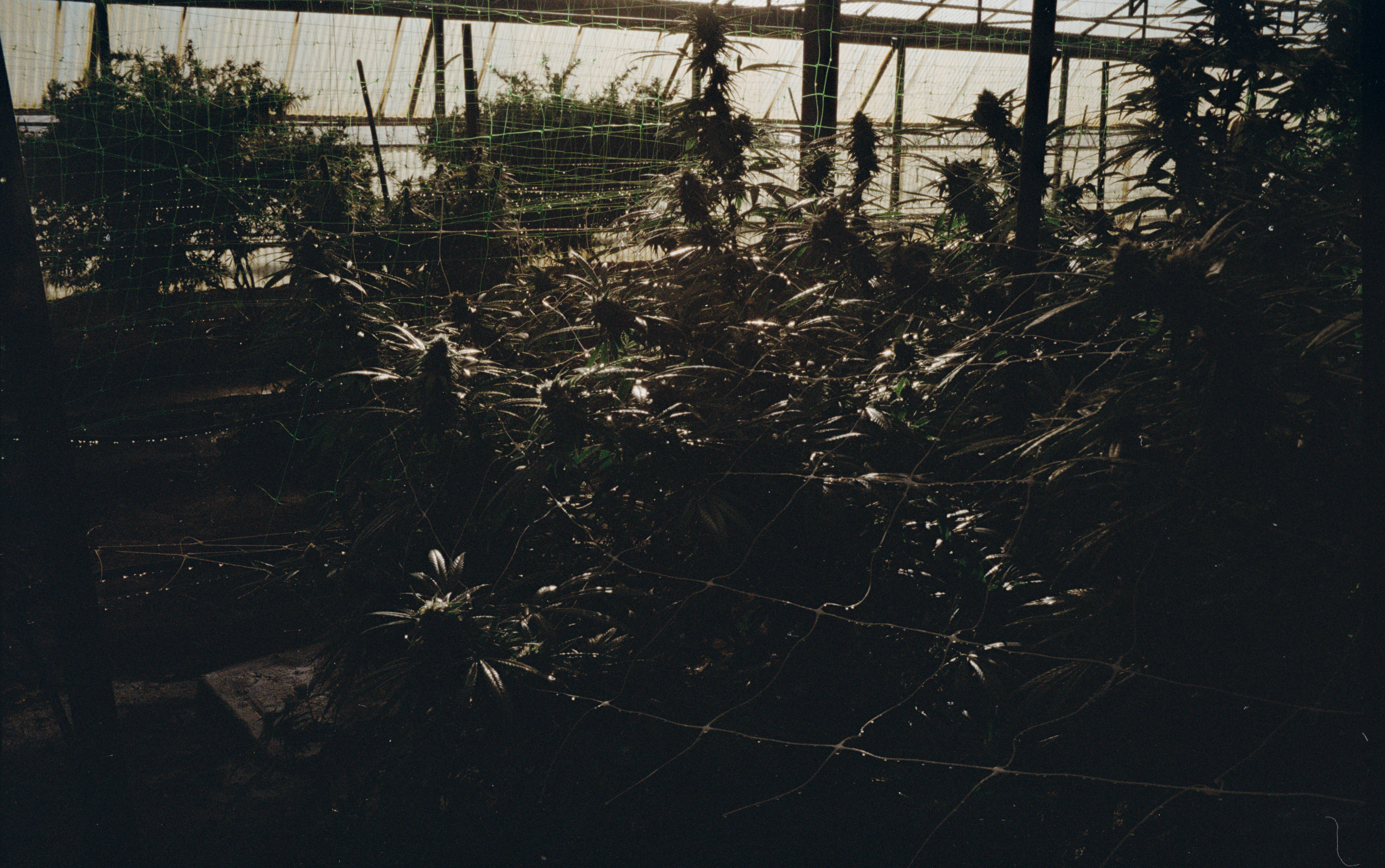 Domenico Laterza, Rurales, 2021