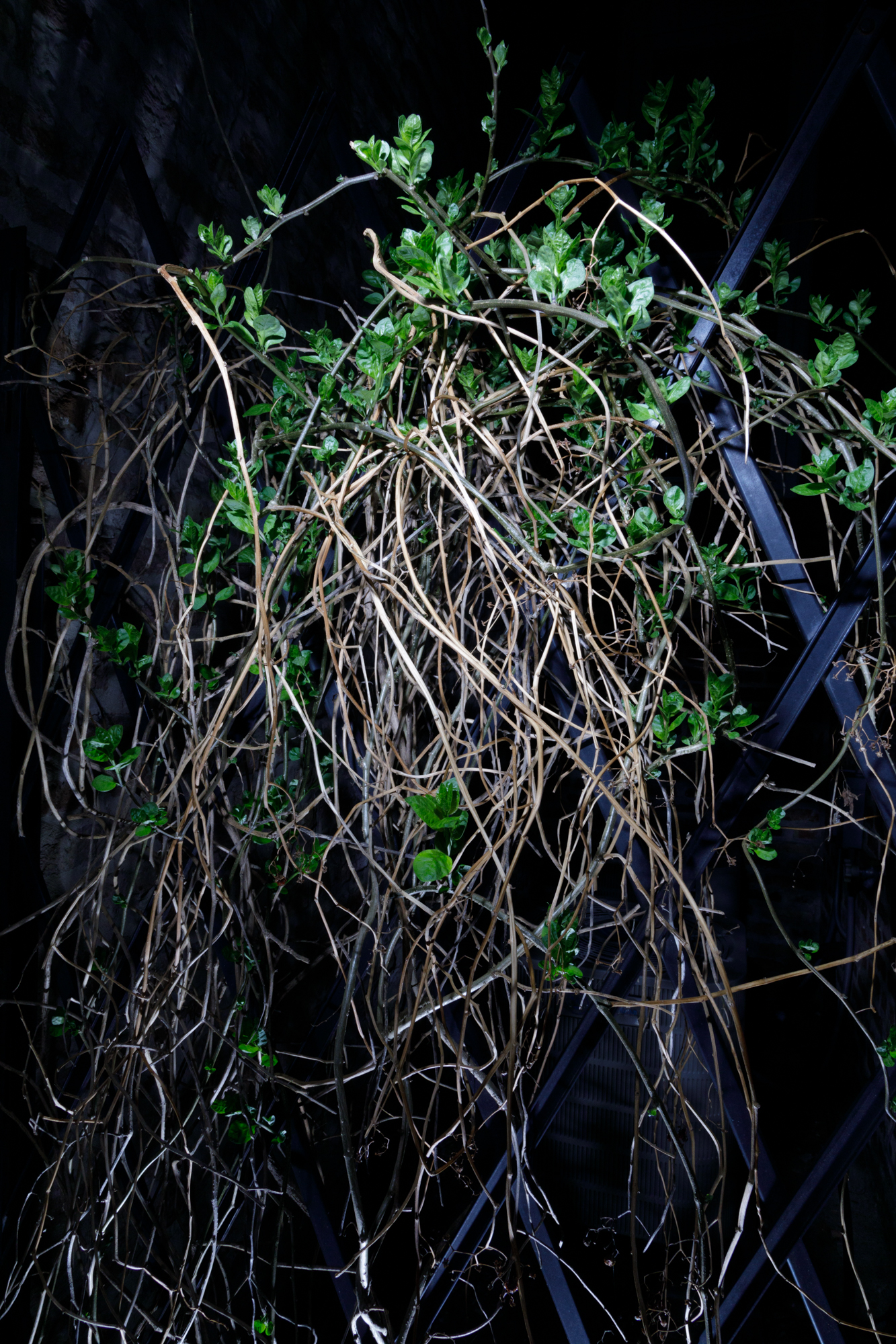 Gone, 2021Installation, spring, digital photography
