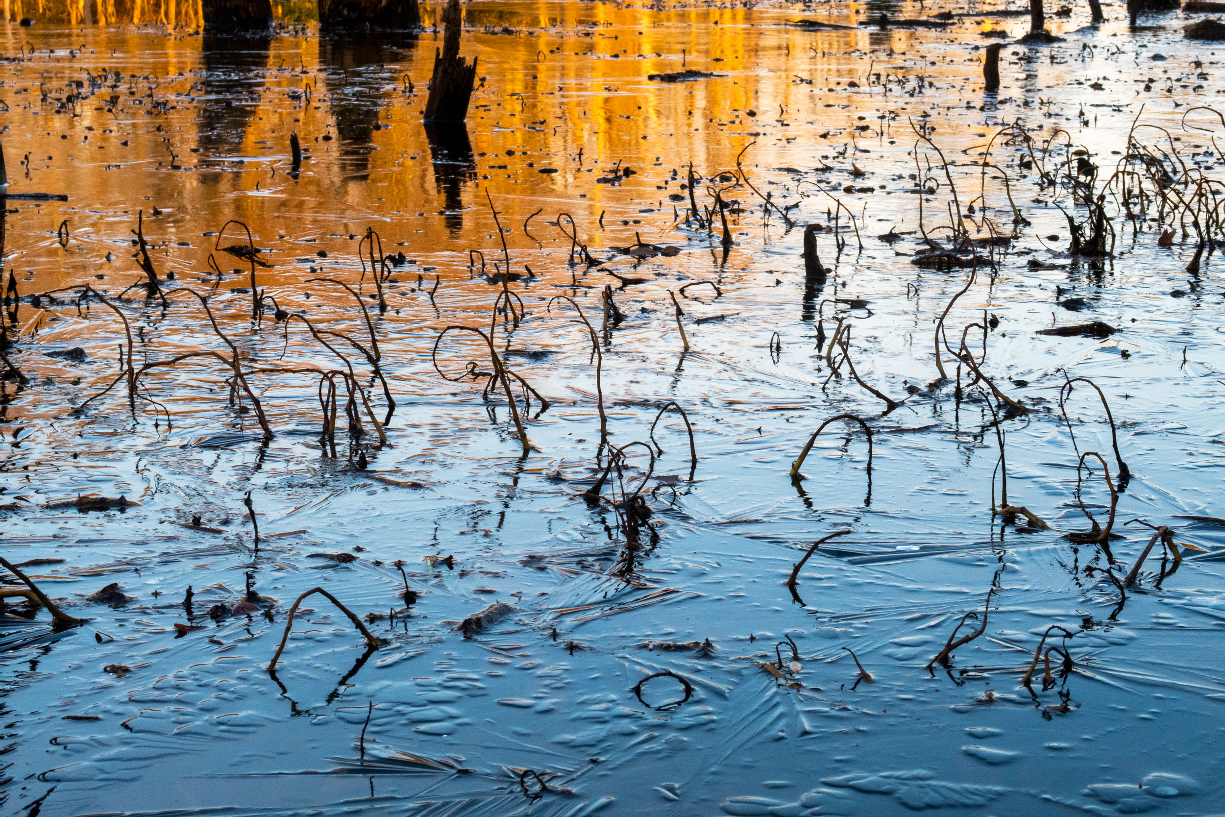 Dance of the Frozen Plants, Archival Pigment Print, 17 X 22, Edition of 1/10, 2022