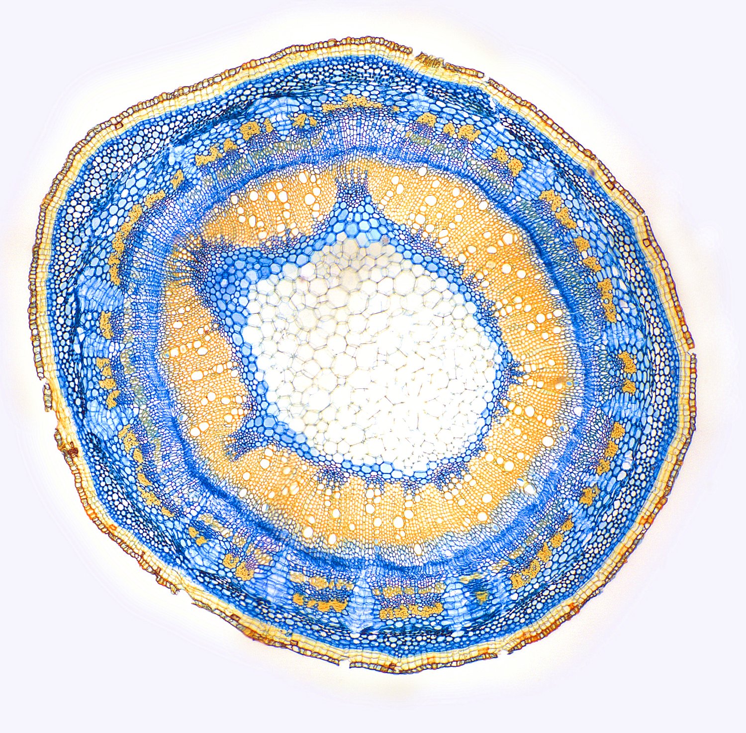 source: www.mikroskopie-ph.de/Botanik-Page.html / Hibiscus, SAC stain, Safranin + astra blue + chrysoidin